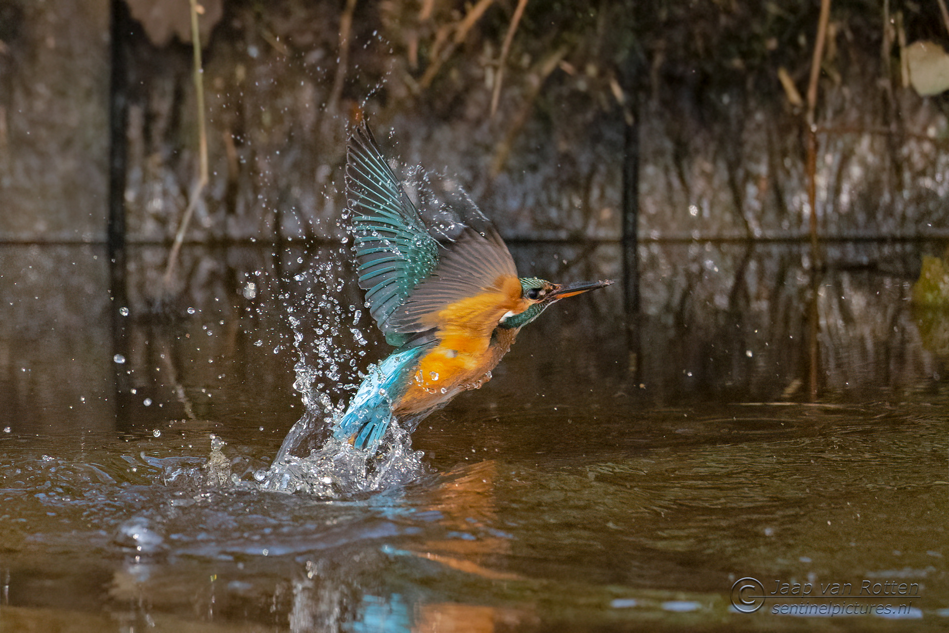 ijsvogel
