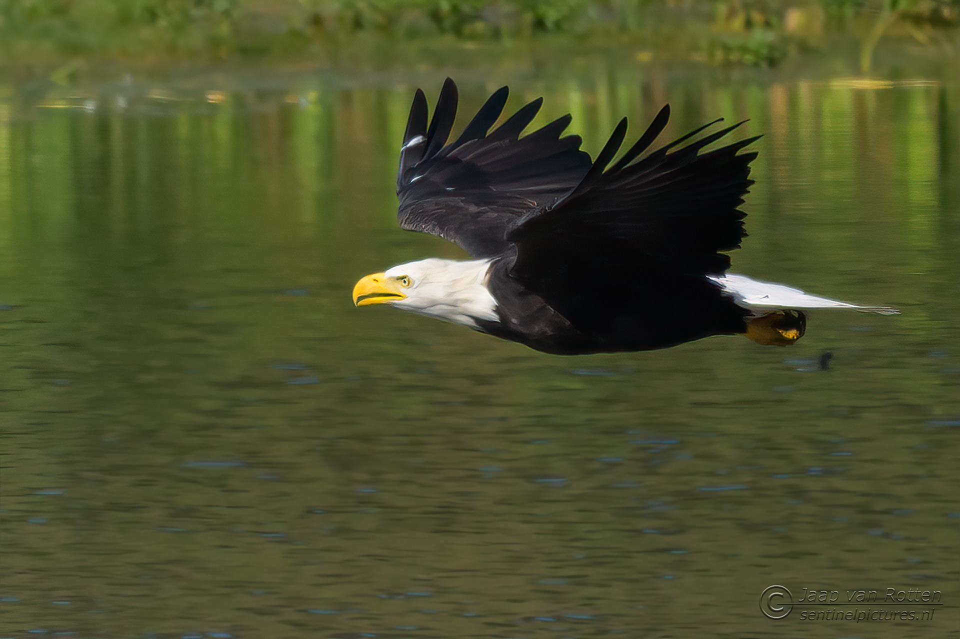 Bald Eagle 