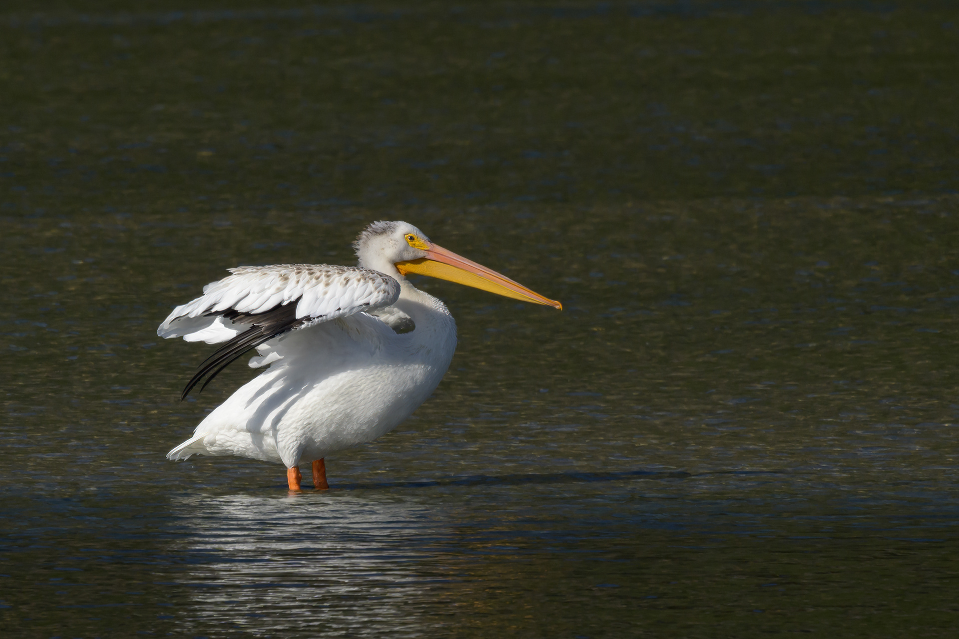 White American Pelican 