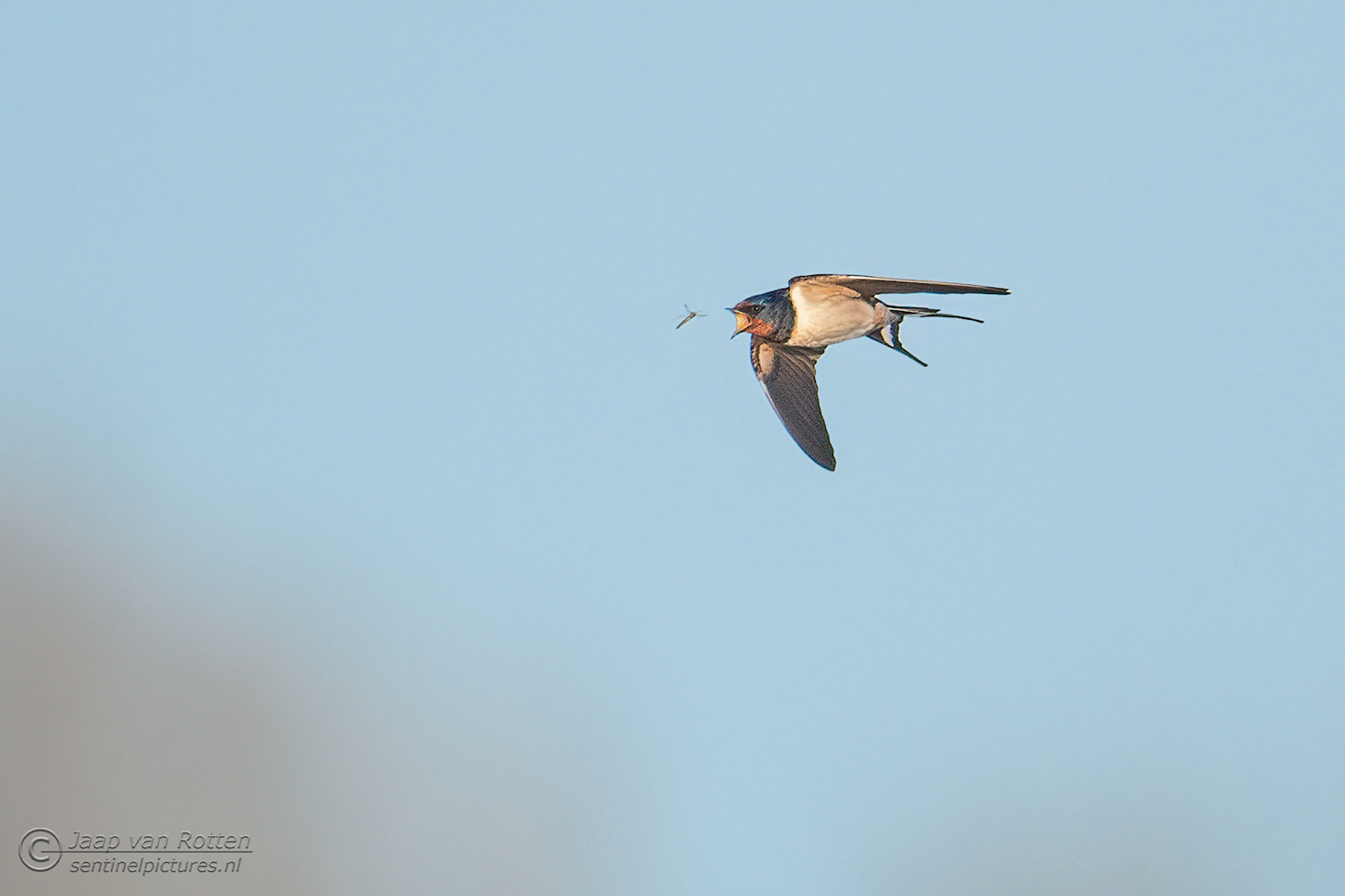 De boerenzwaluw vangt een insect tijdens de vlucht