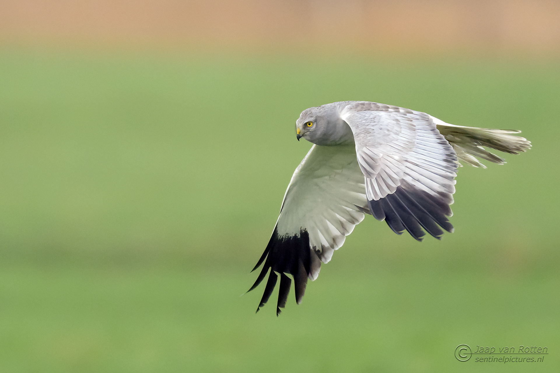 Blauwe kiekendief ♂
