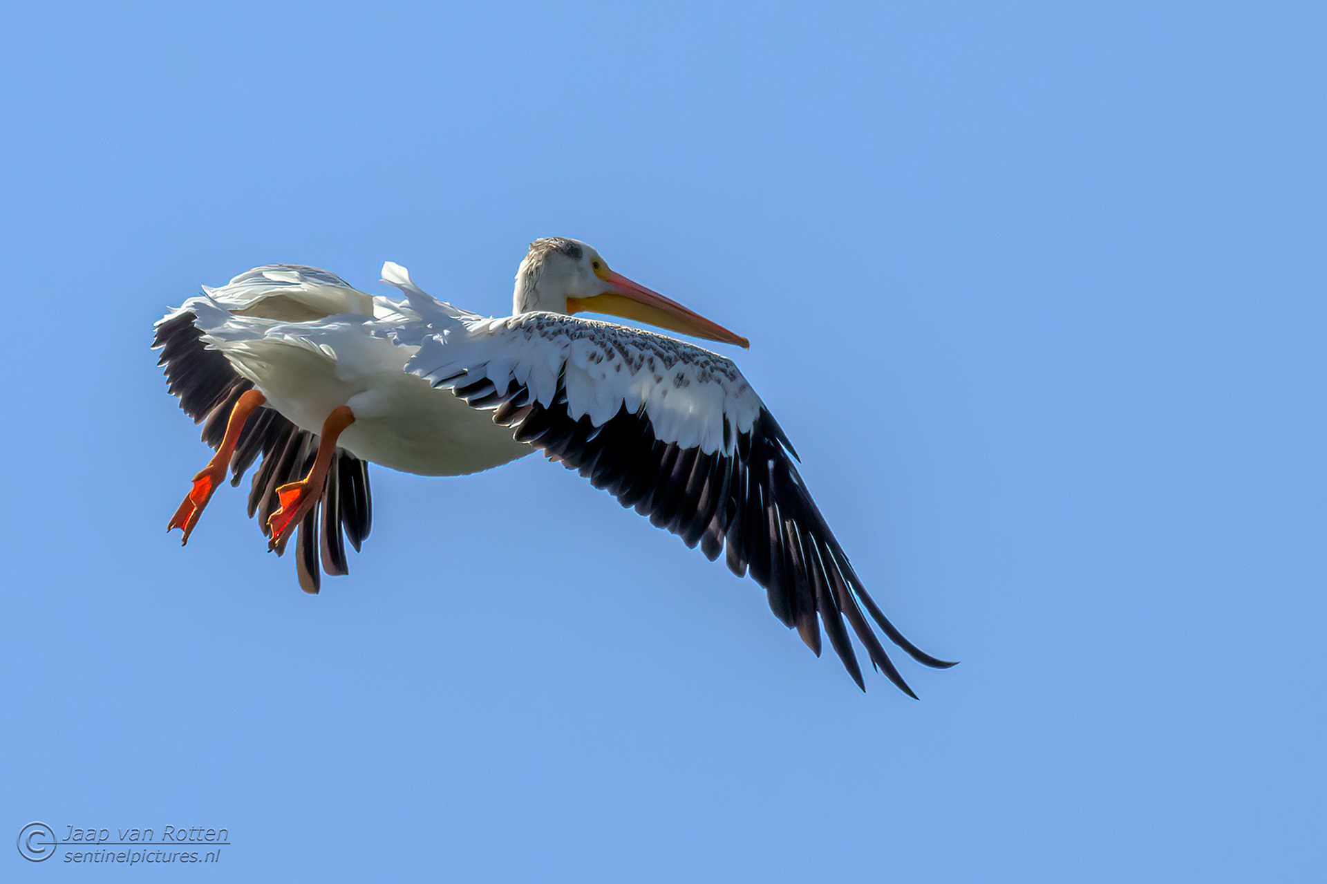 White American Pelican 