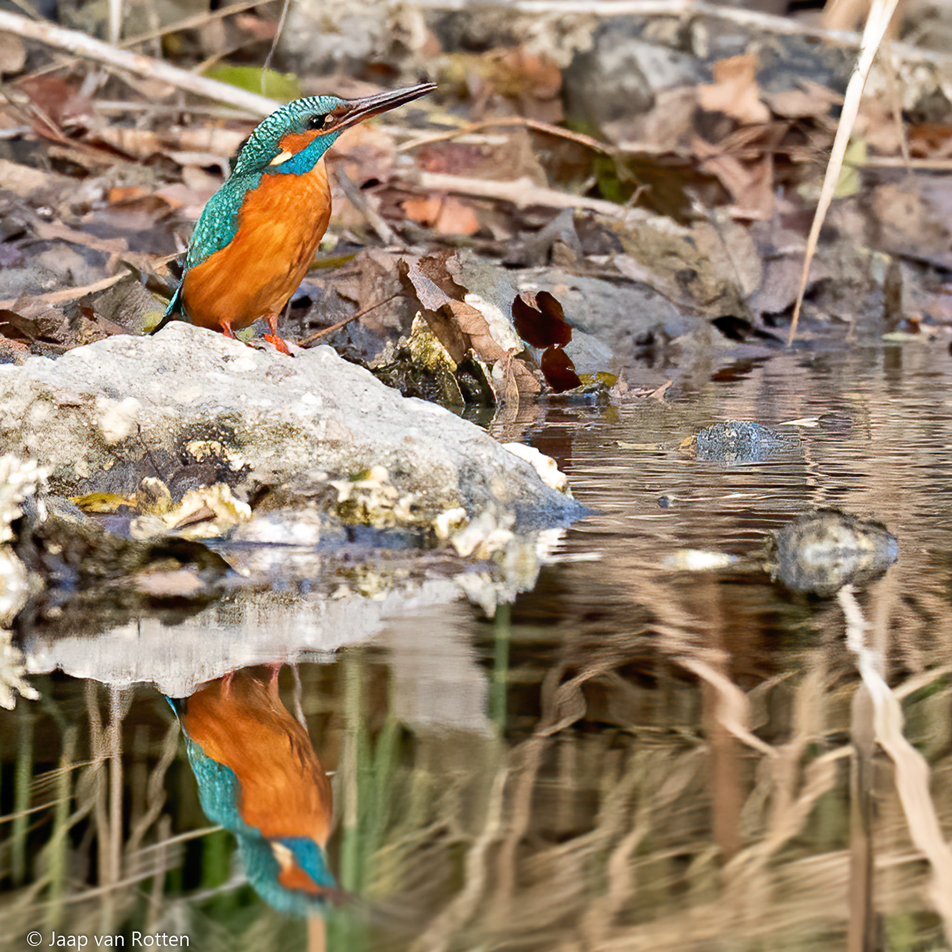ijsvogel