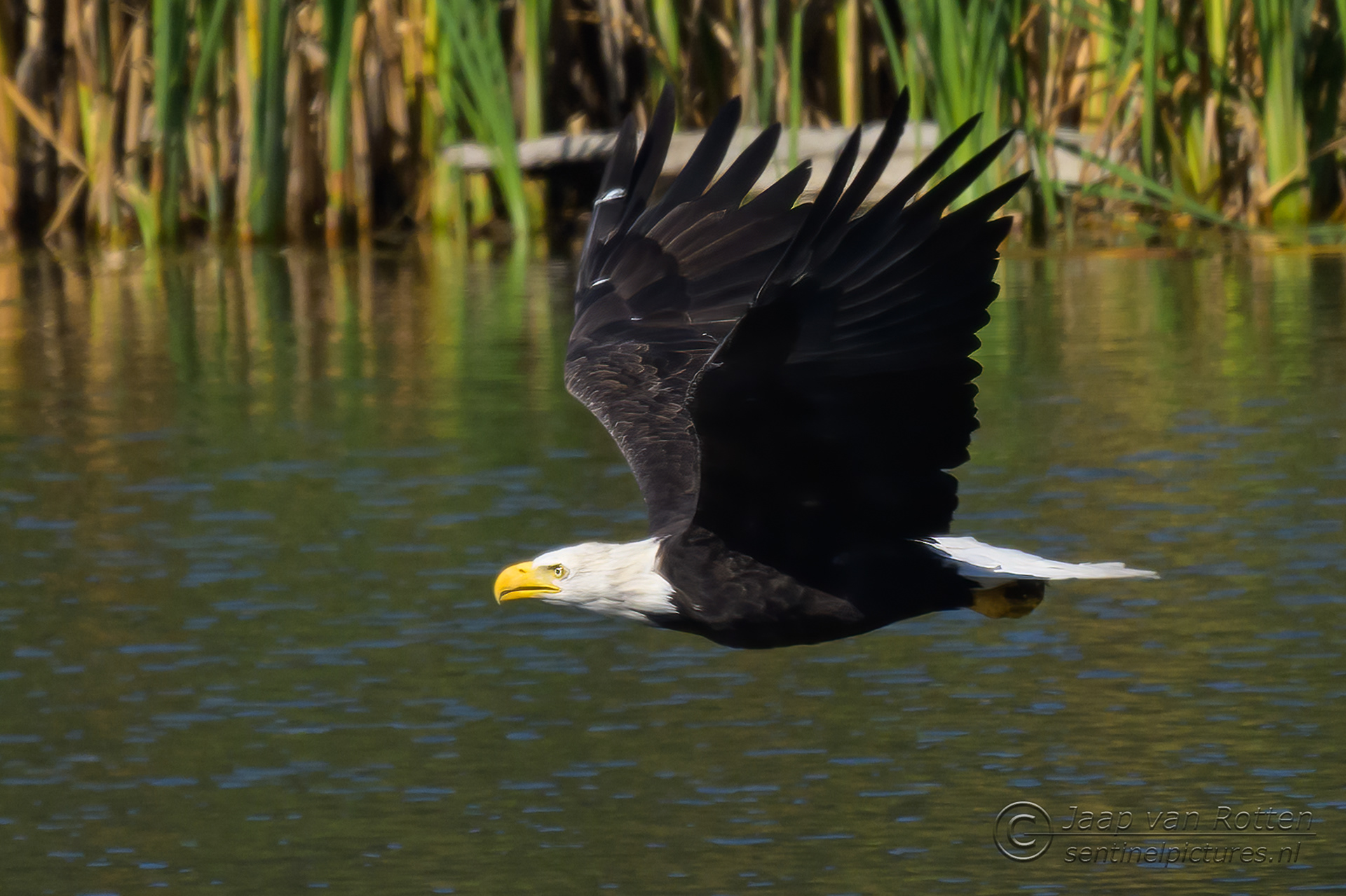 Bald Eagle