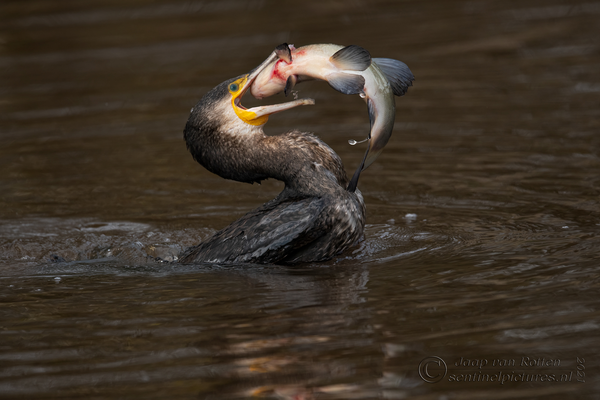 de aalscholver verorbert een zeelt