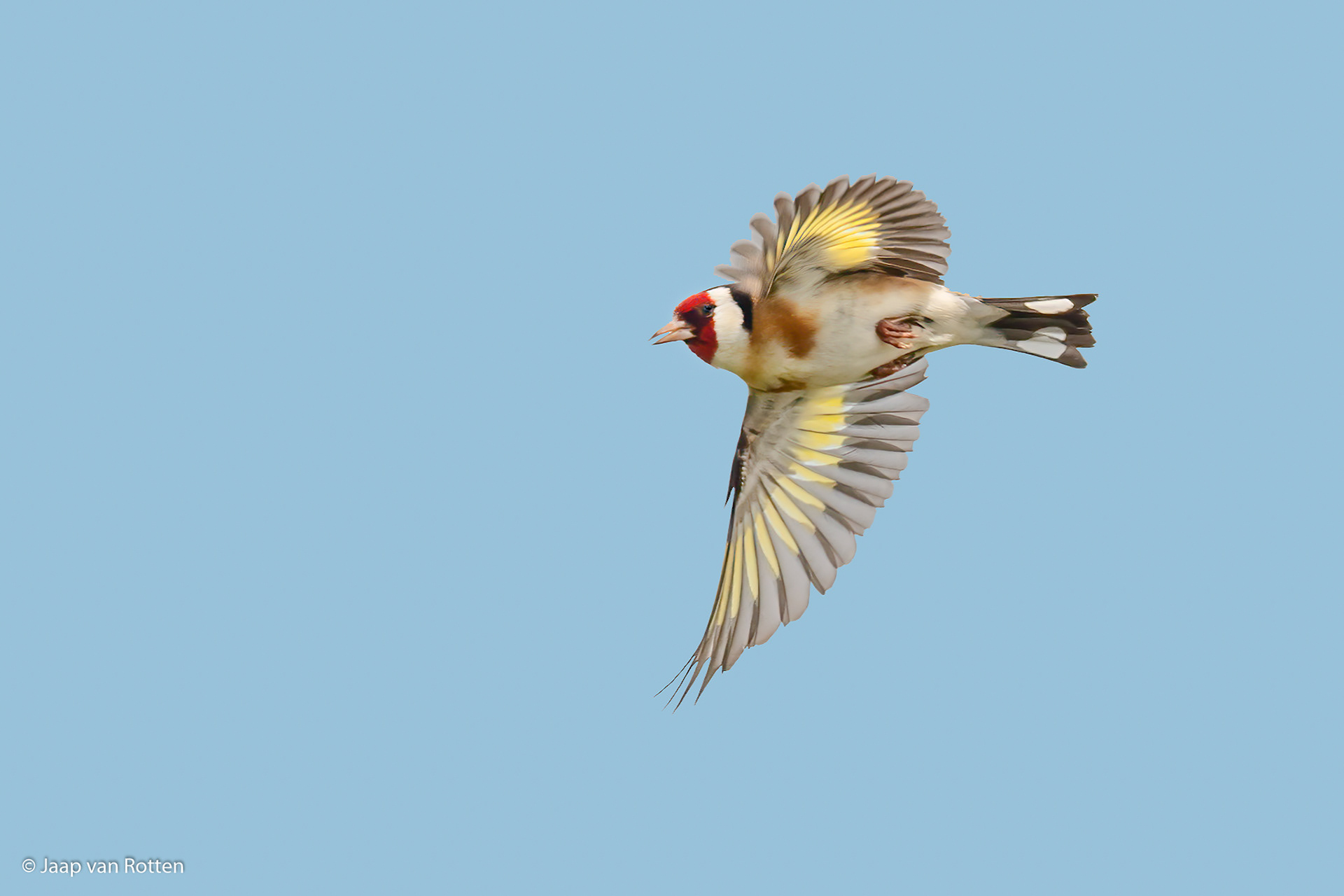 Distelvink ( Putter )