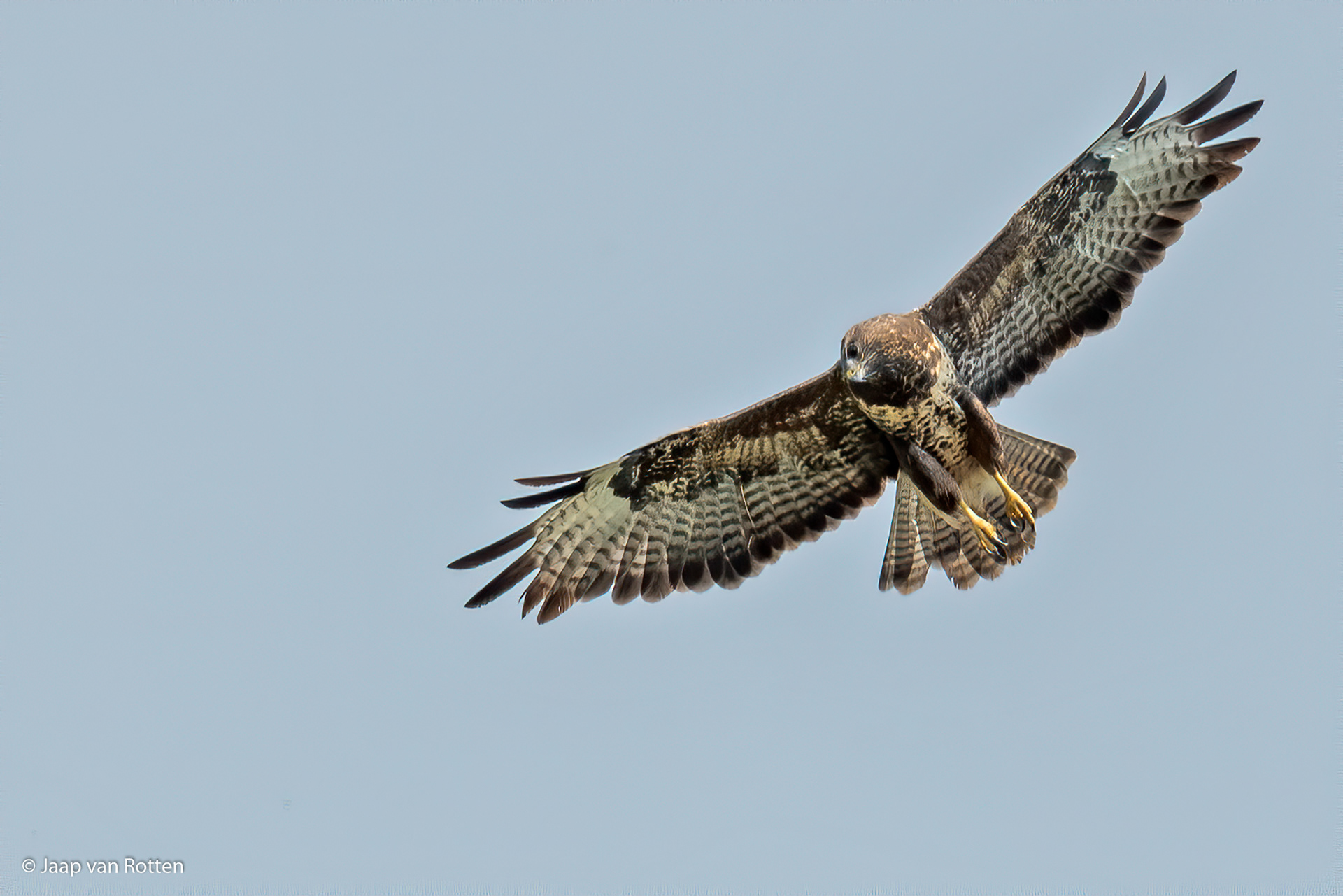 Buizerd