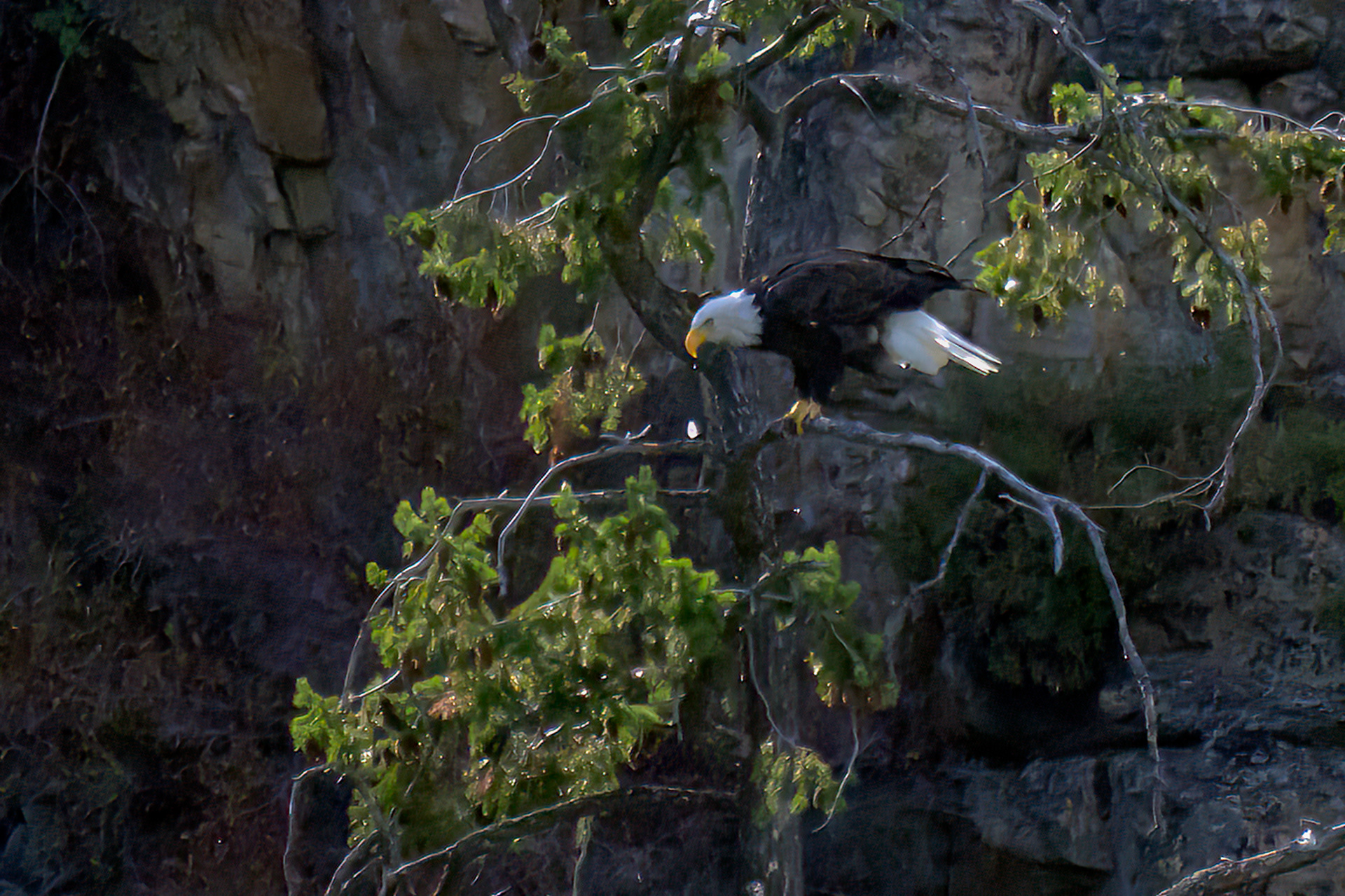 Bald Eagle 