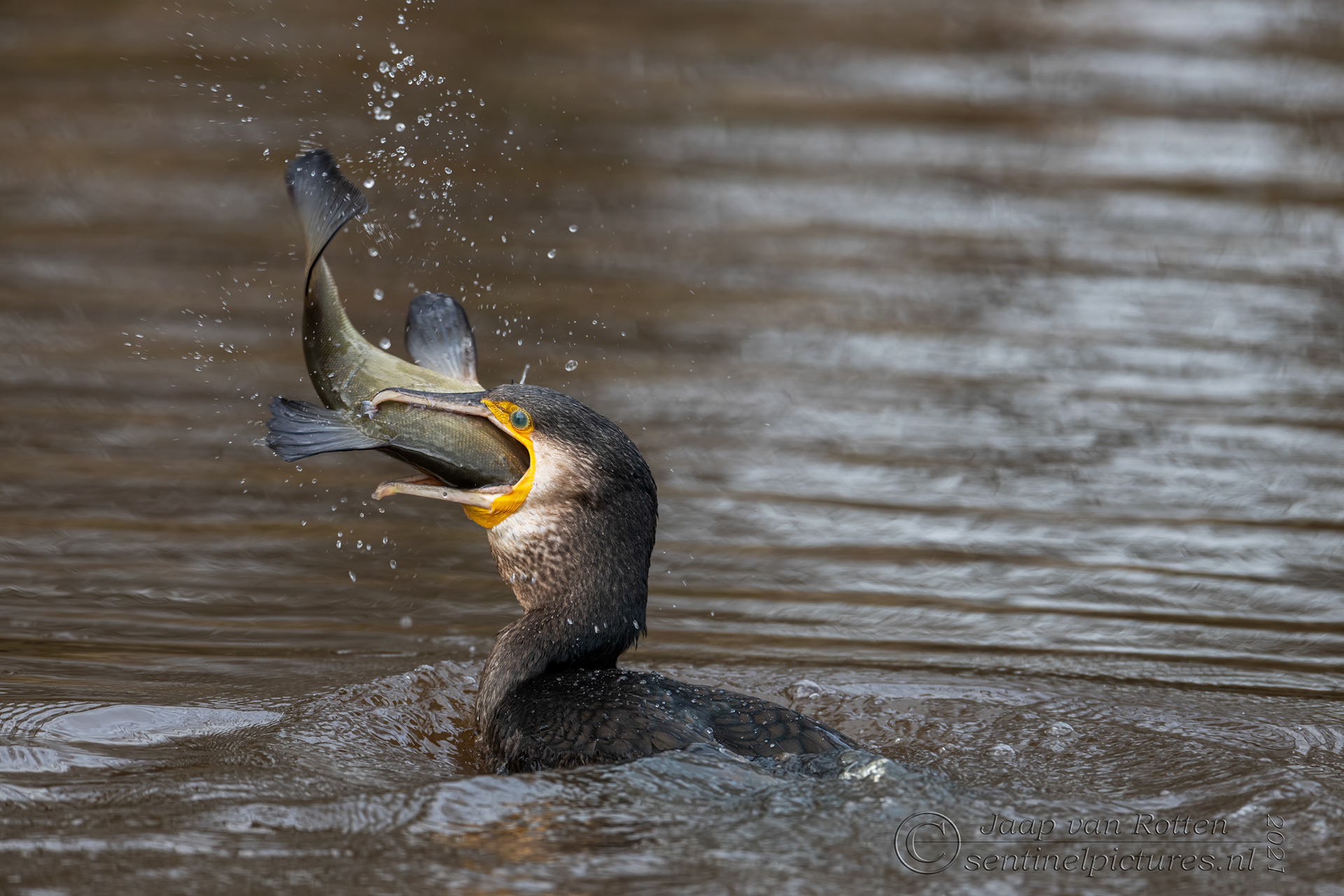 de aalscholver verorbert een zeelt
