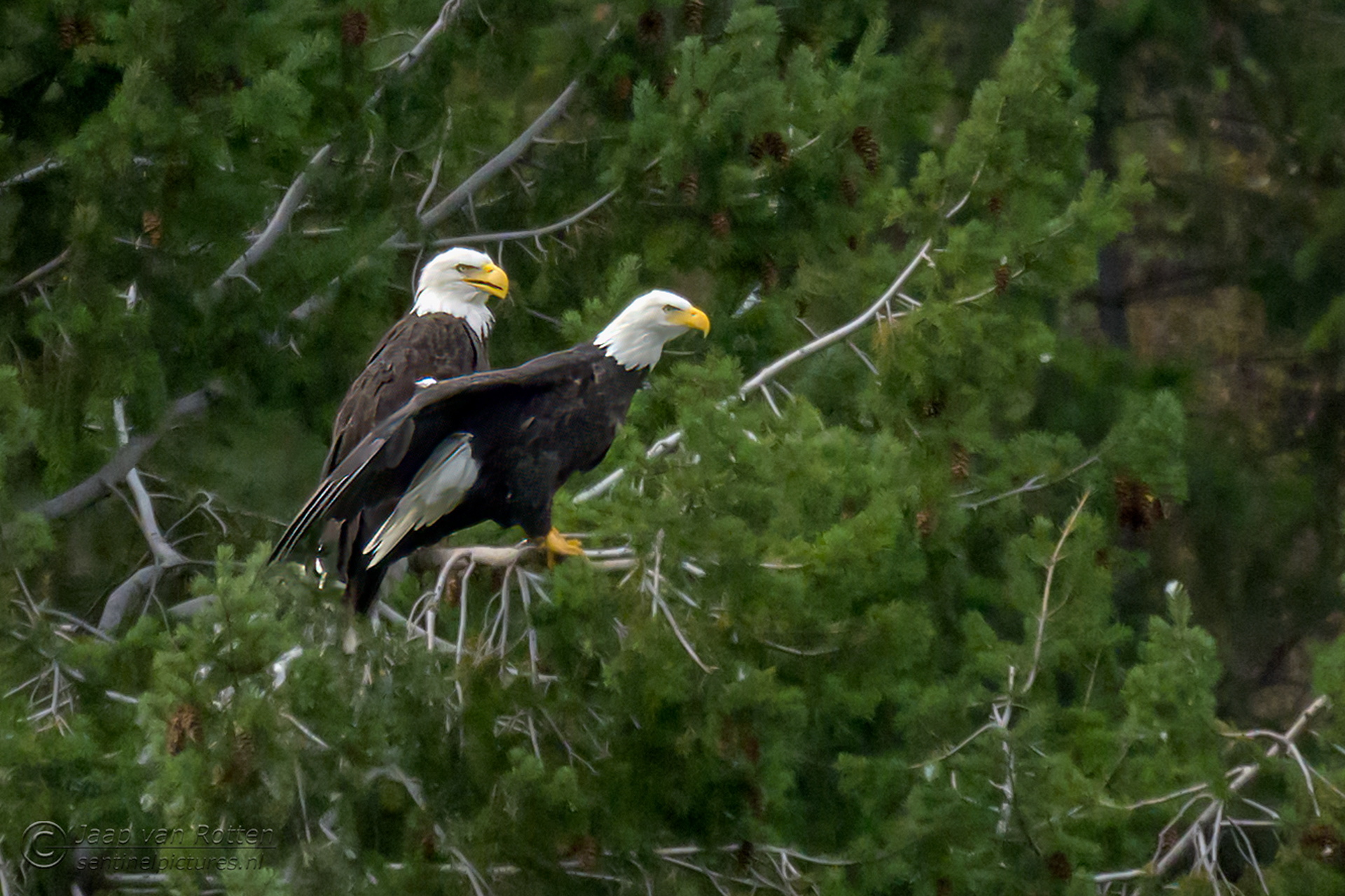 Bald Eagle 