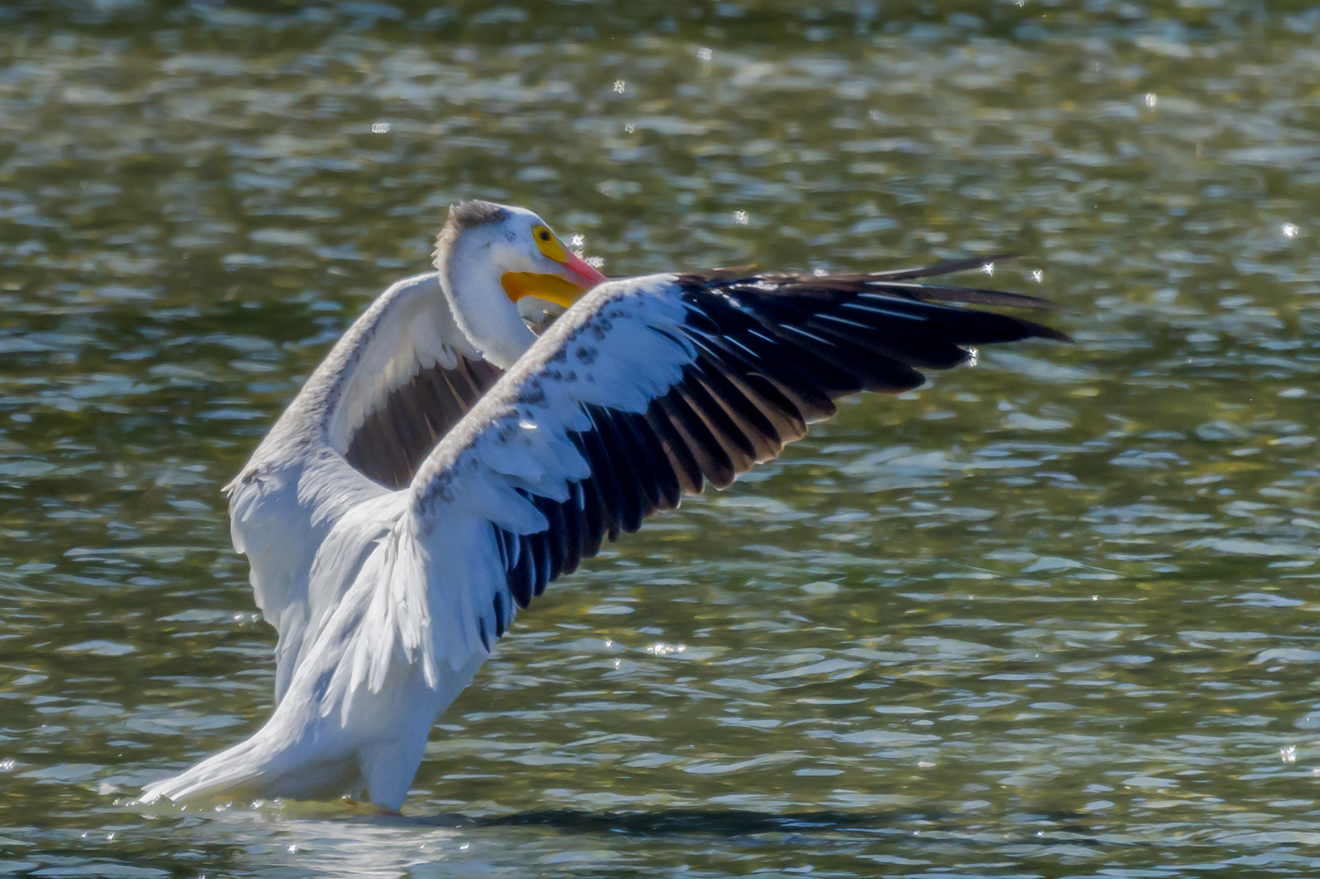 White American Pelican 