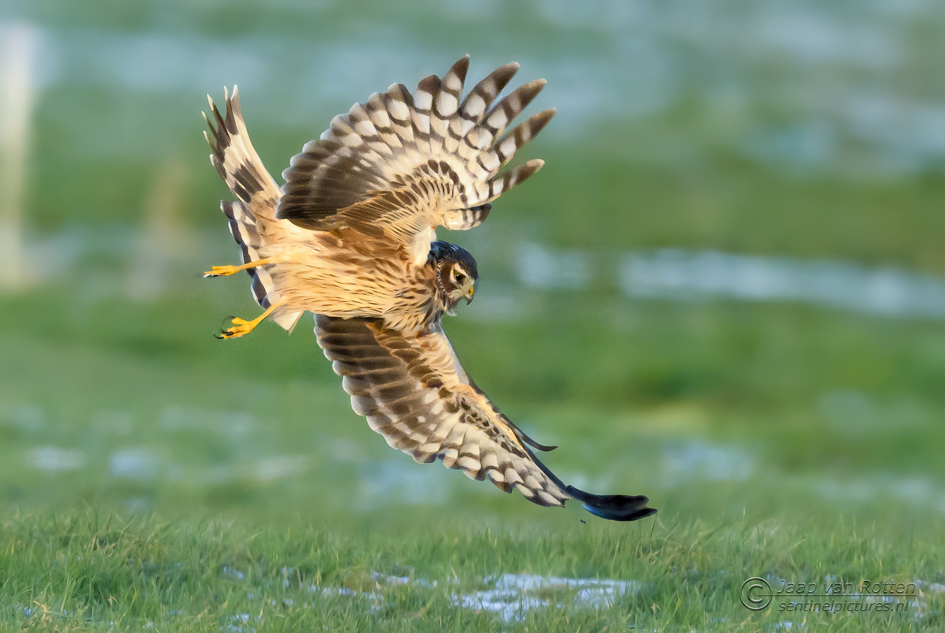 Blauwe kiekendief ♀