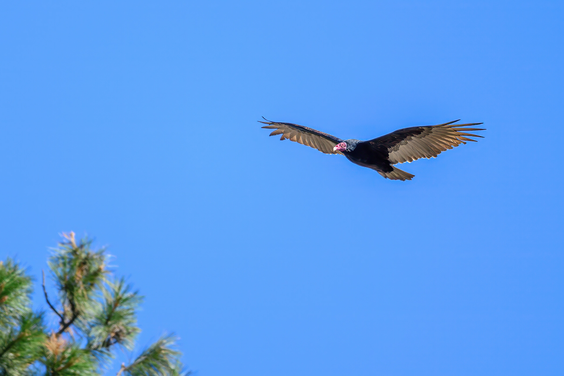 Turkey Vulture