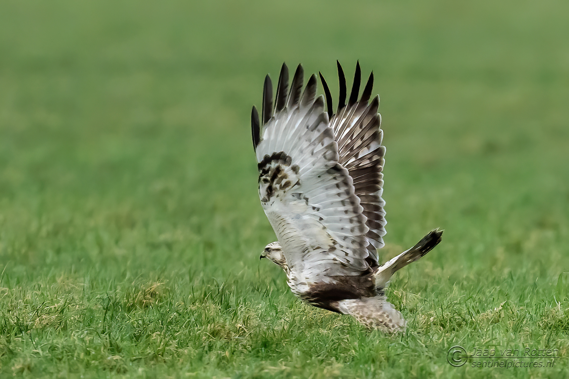 Ruigpootbuizerd