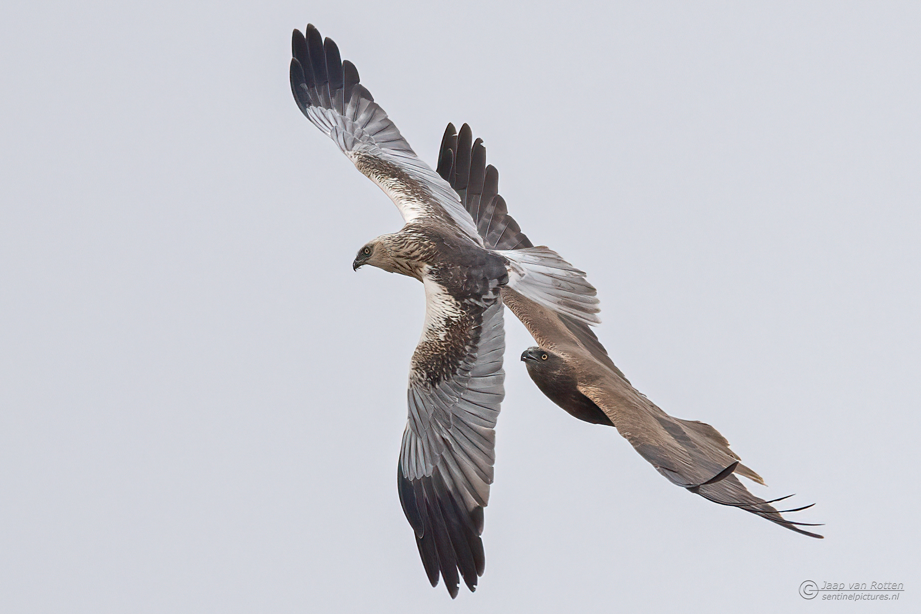 Koppel Bruinekiekendief