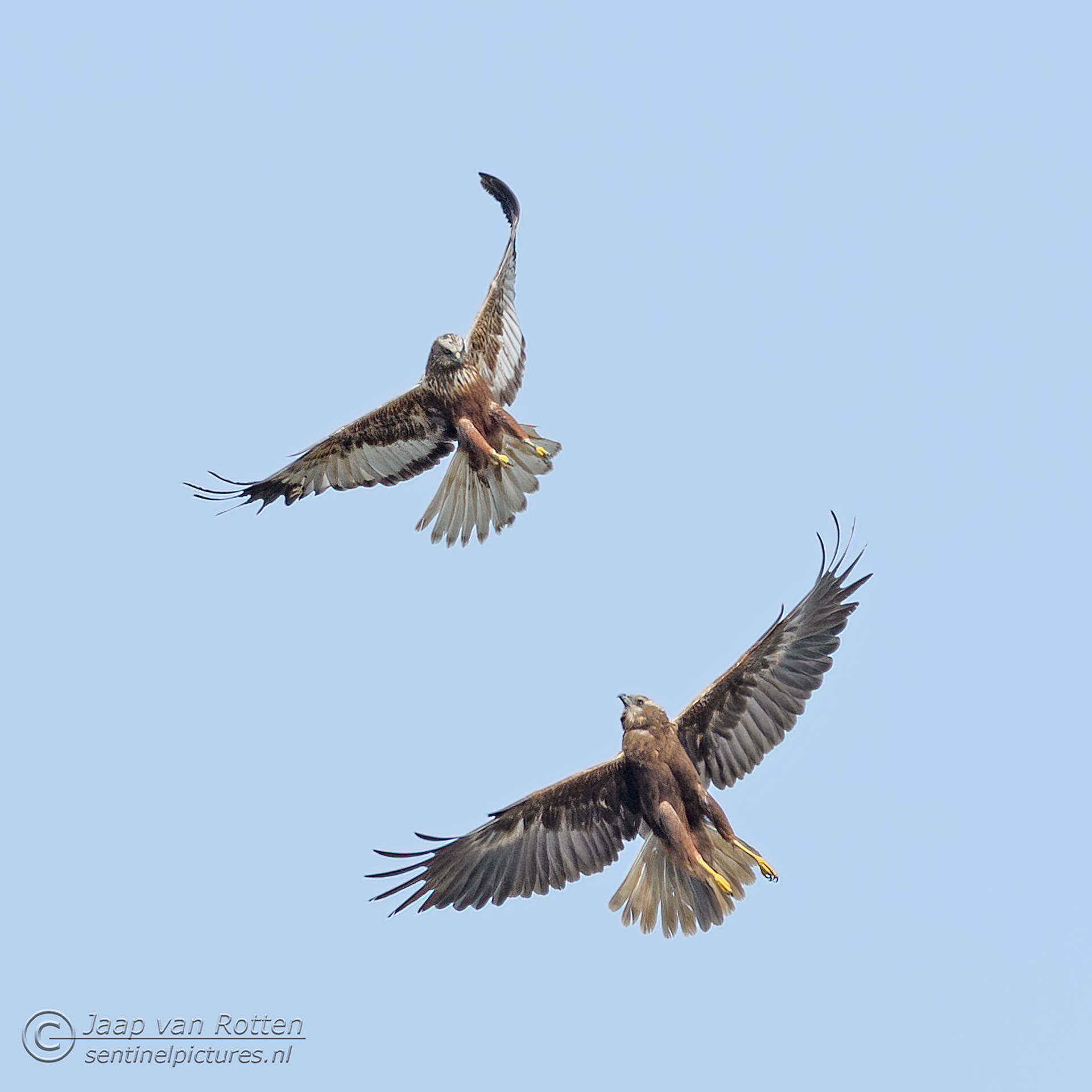 Bruine kiekendief m/v