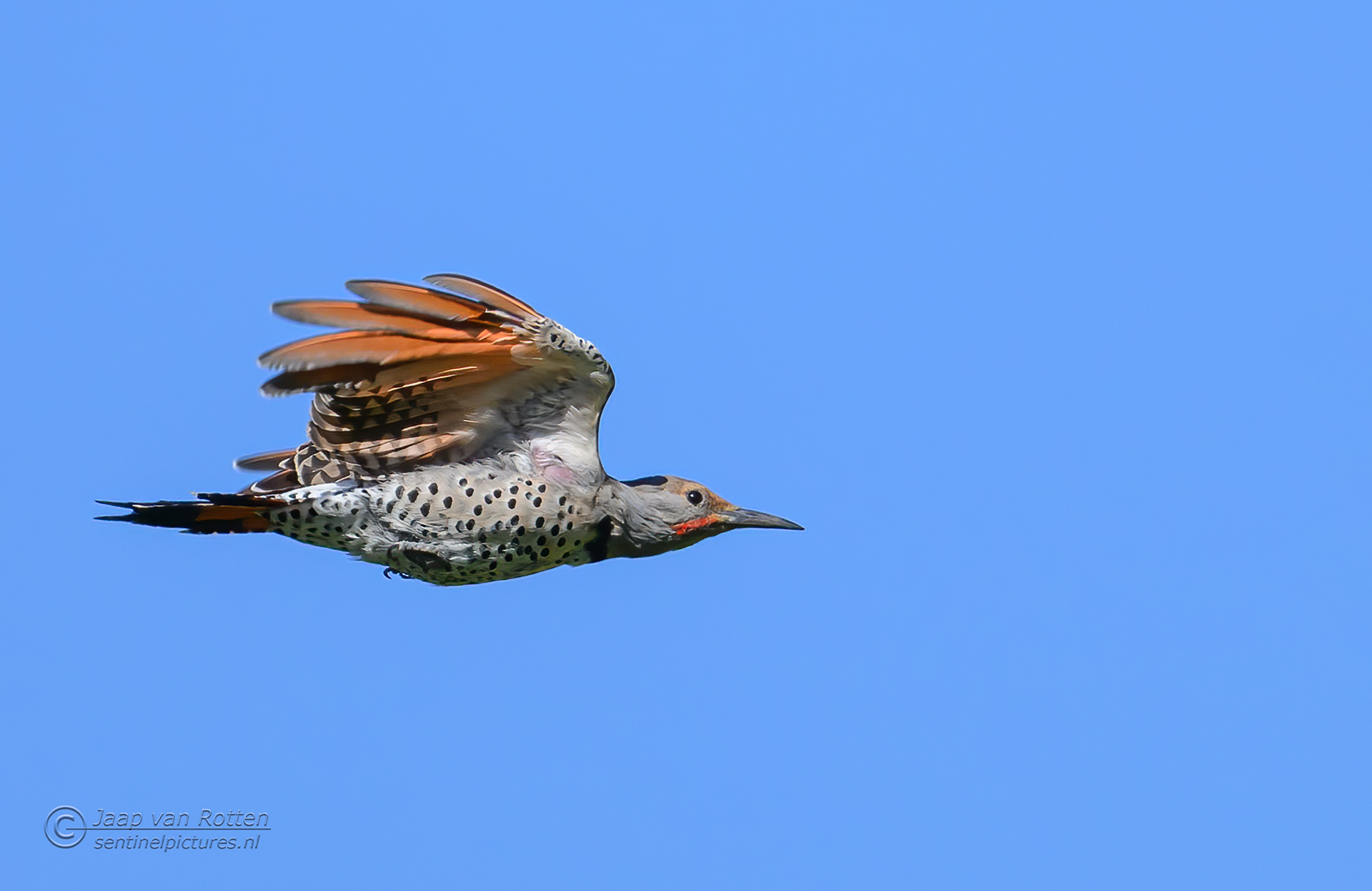 northern flicker