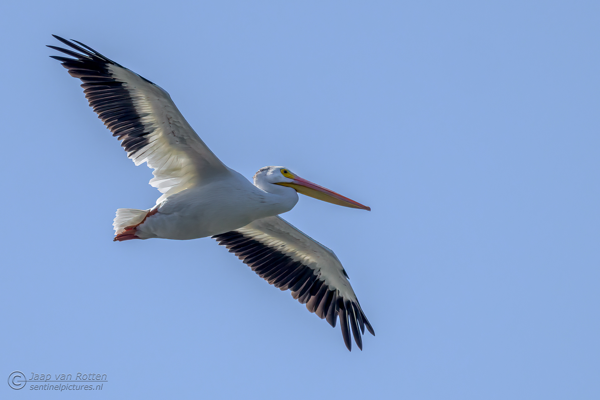 White American Pelican 