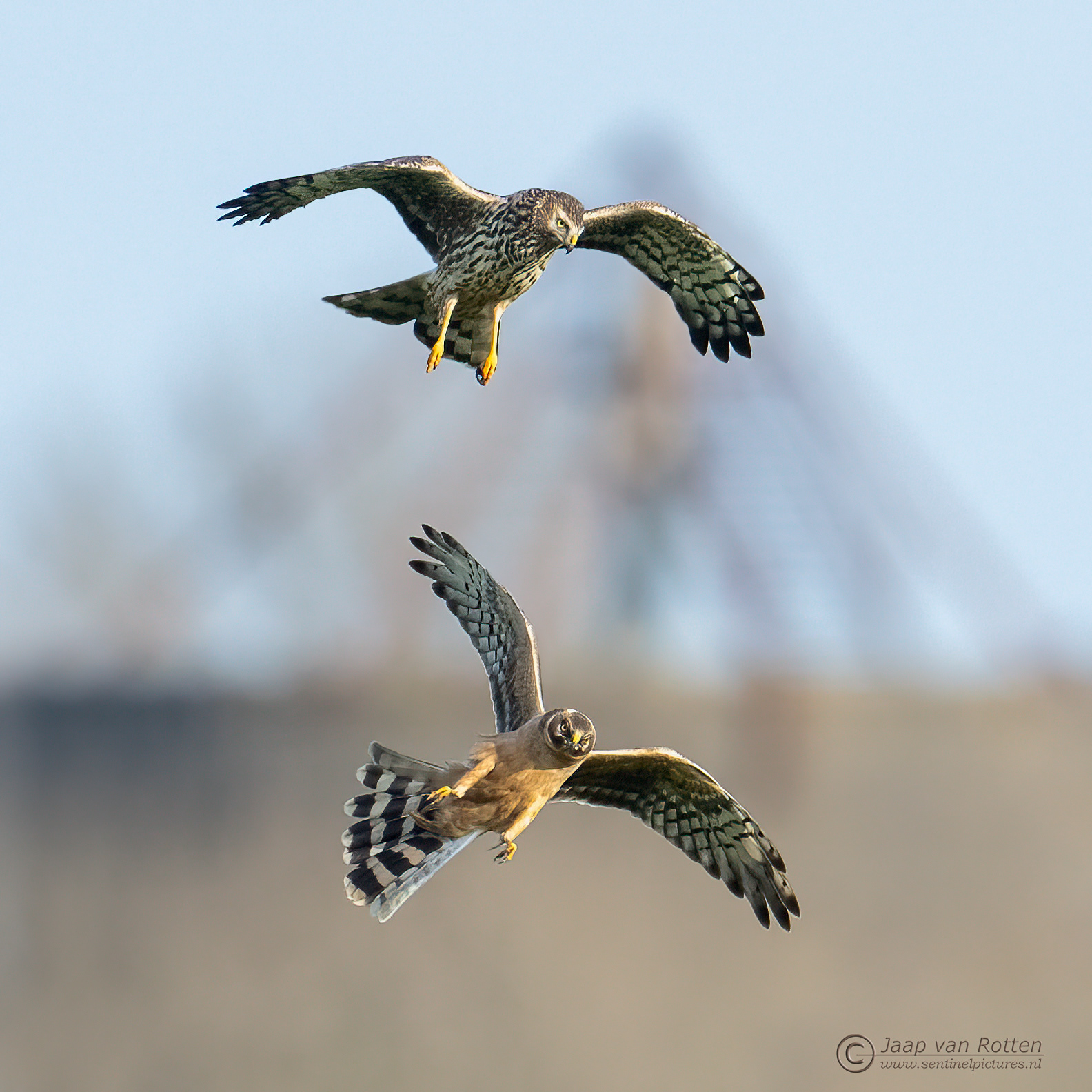 Blauwe kiekendief vs Steppekiekendief