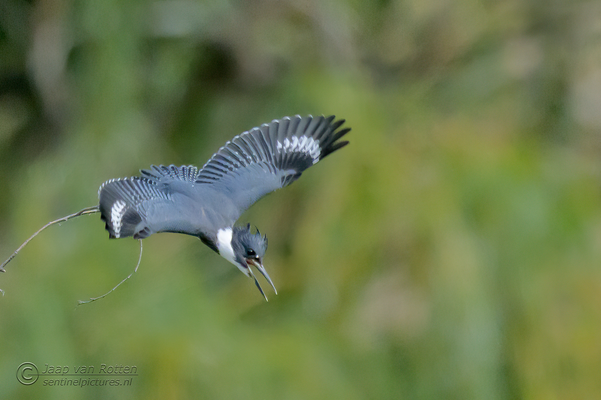 Belted Kingfisher 