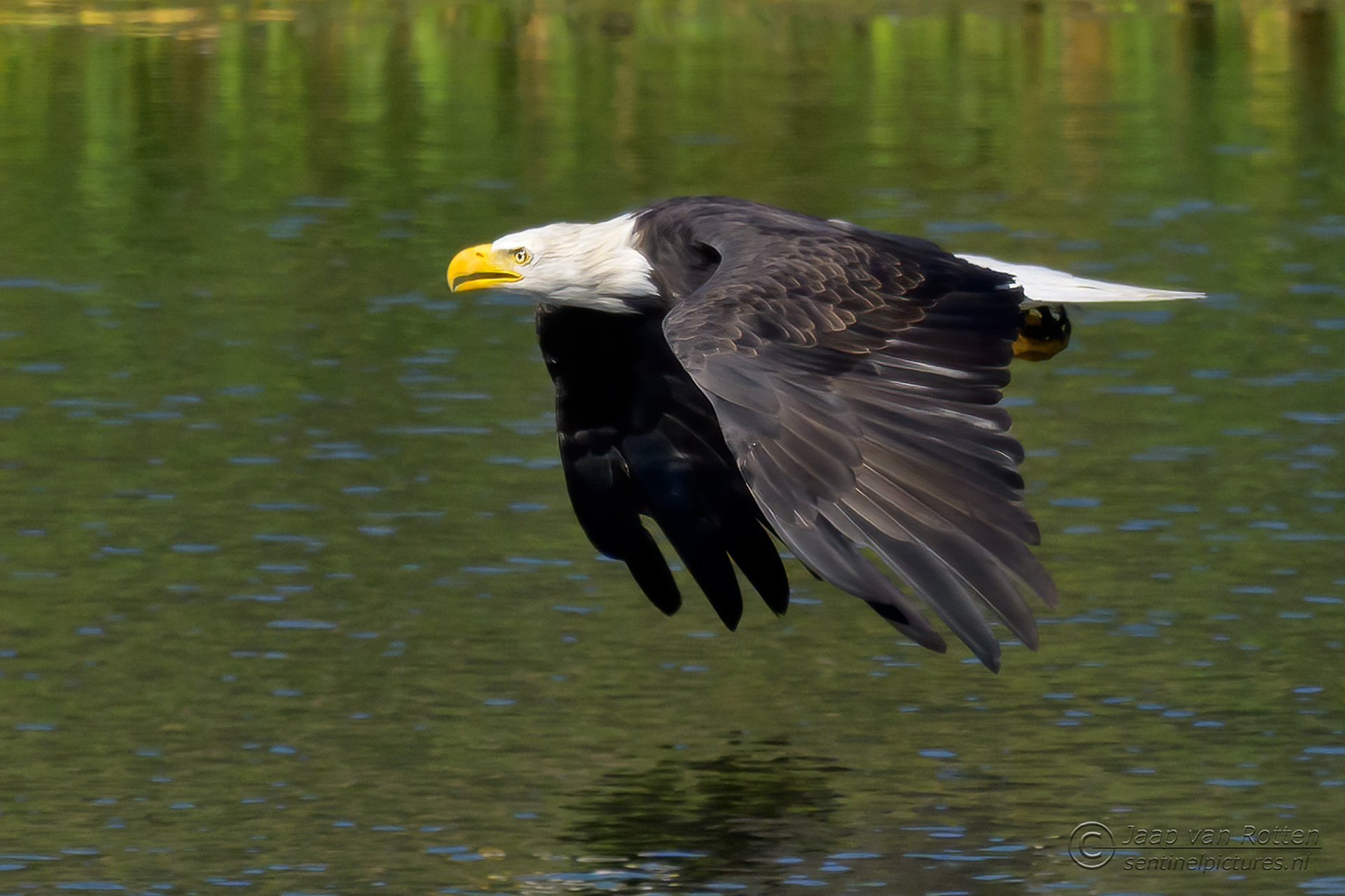 Bald Eagle 