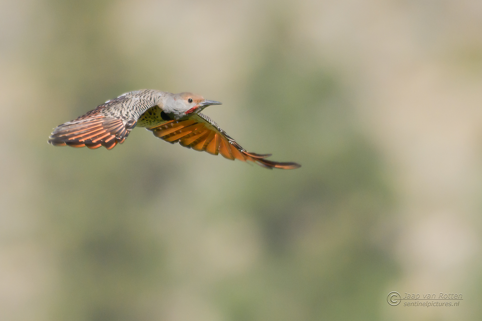 Northern Flicker 