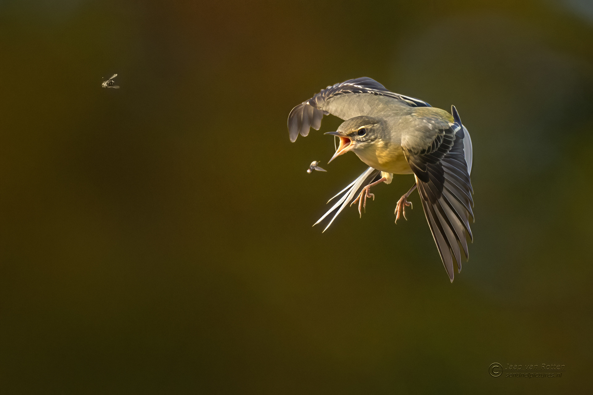 Grote gele kwikstaart