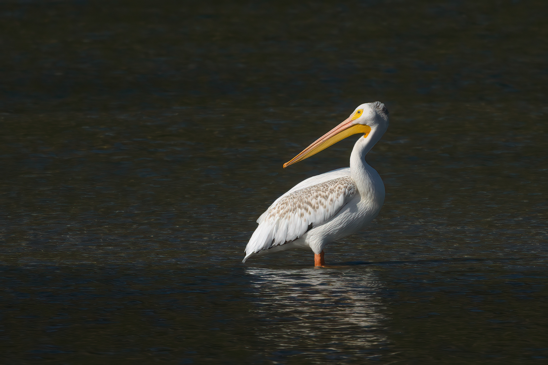 White American Pelican 