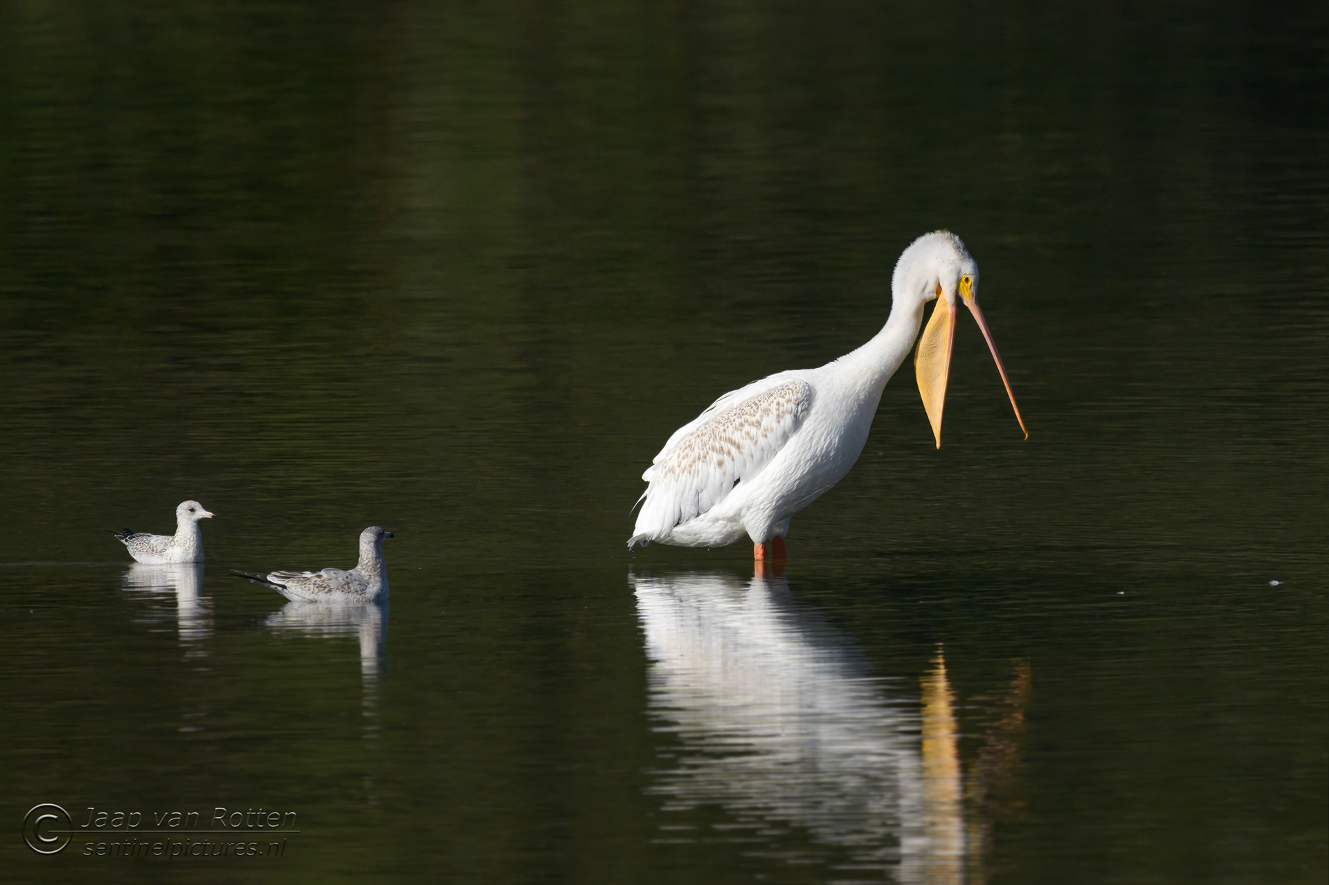 White American Pelican 