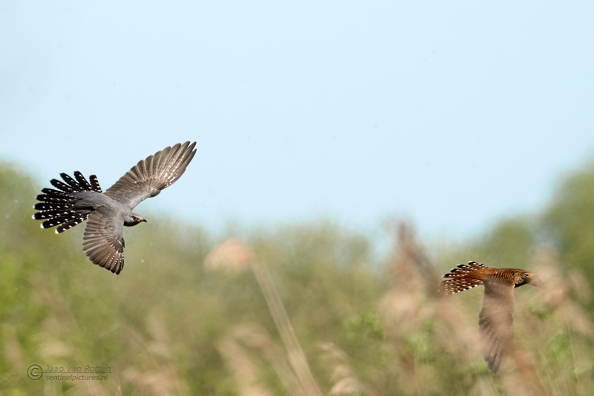 Koekoek man en vrouw