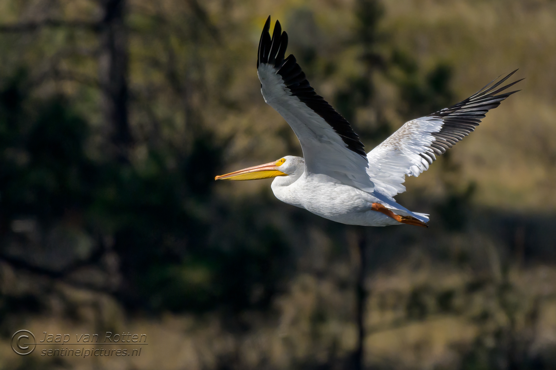 White American Pelican 