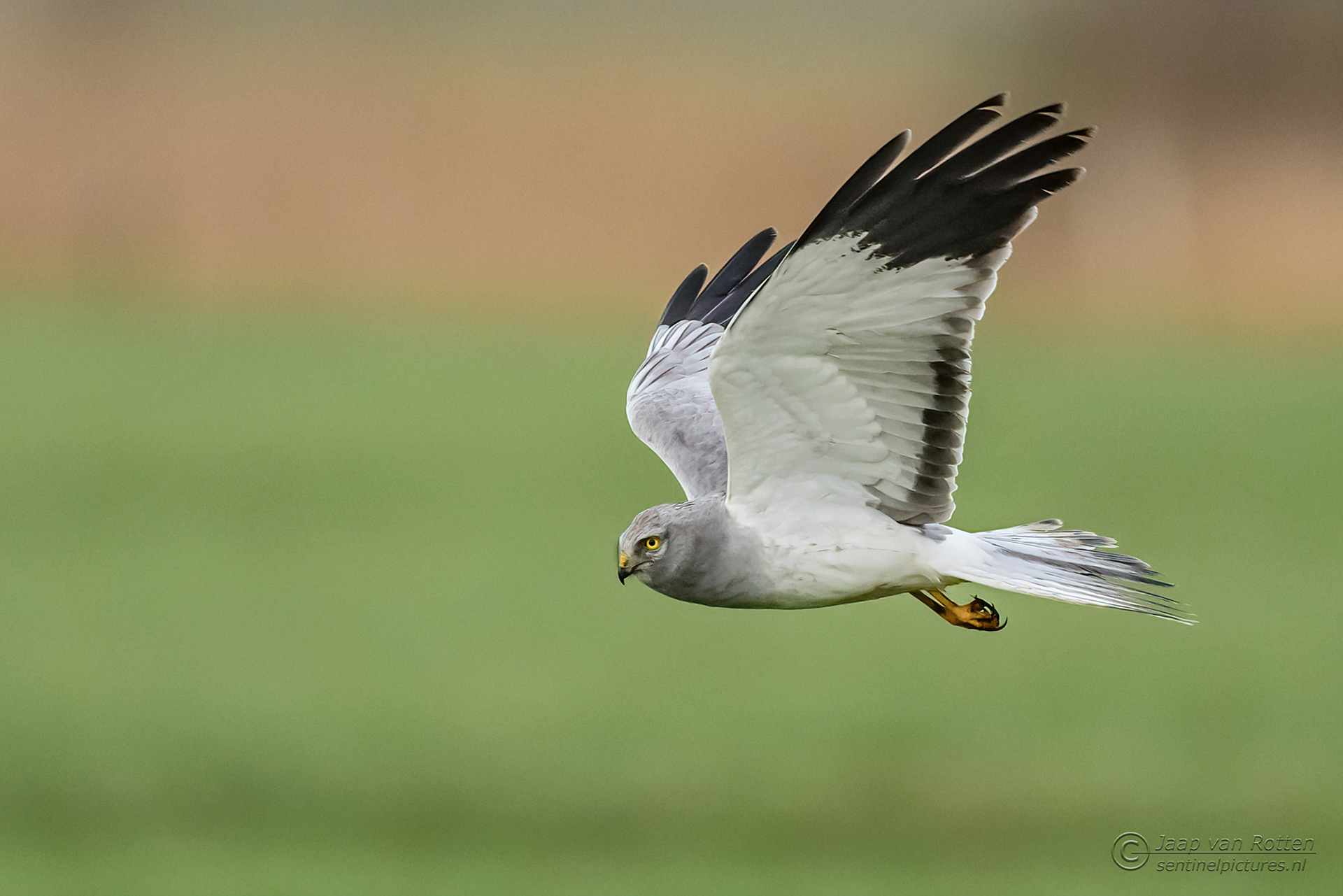 Blauwe kiekendief ♂