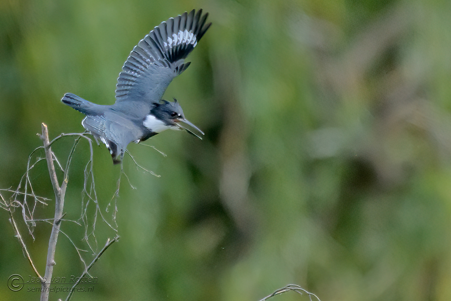 Belted Kingfisher 