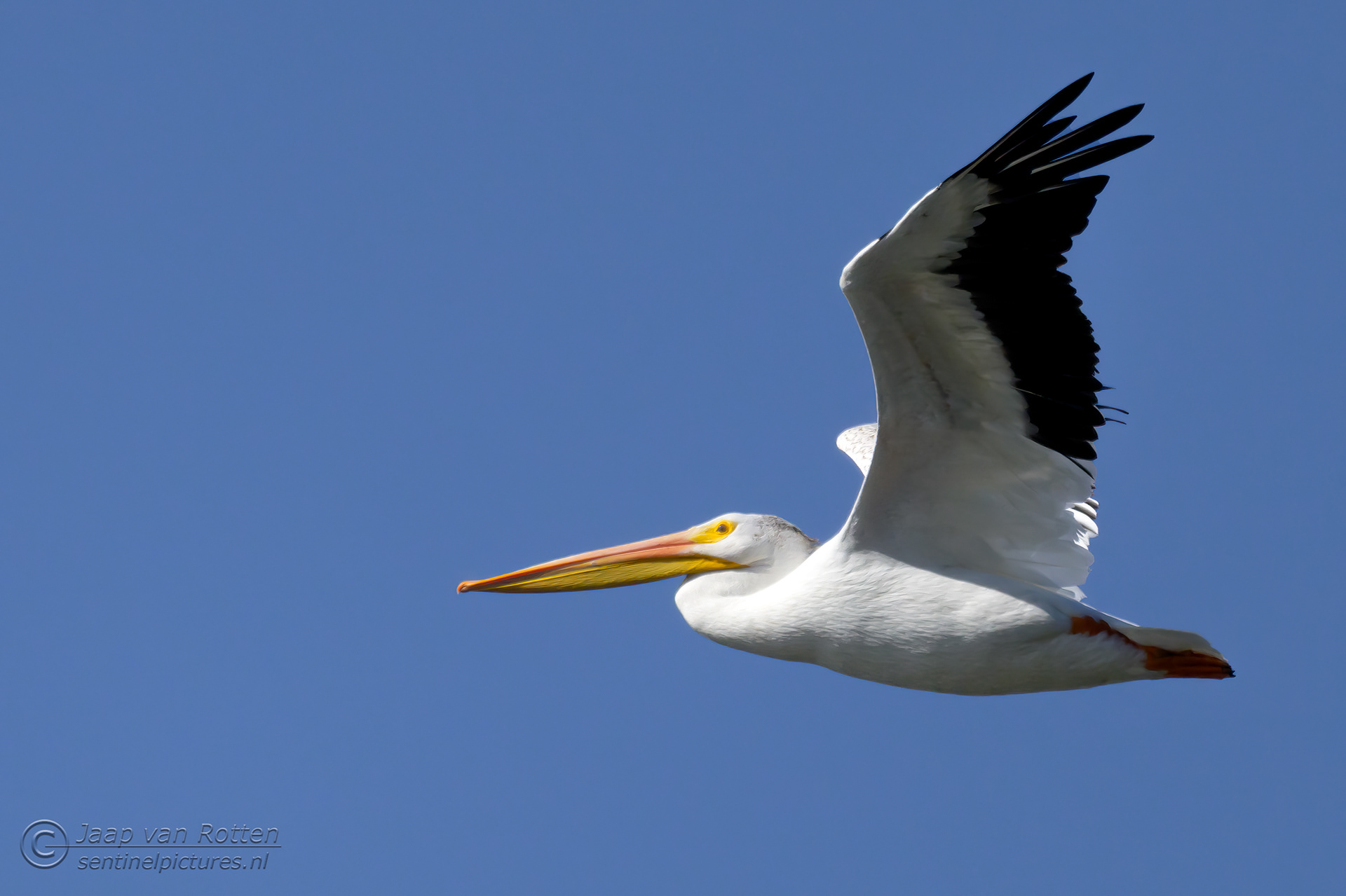 White American Pelican 