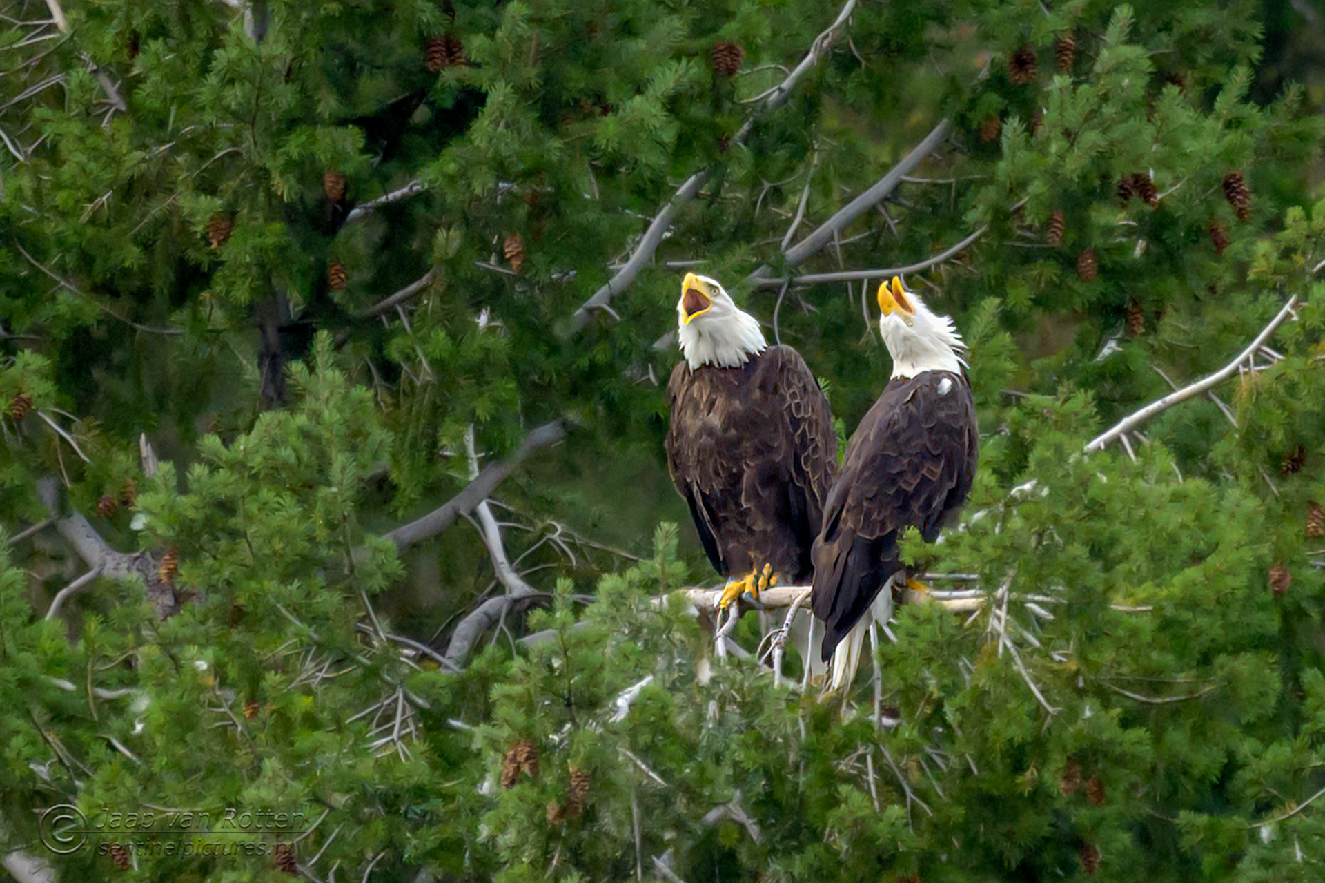 Bald Eagle 