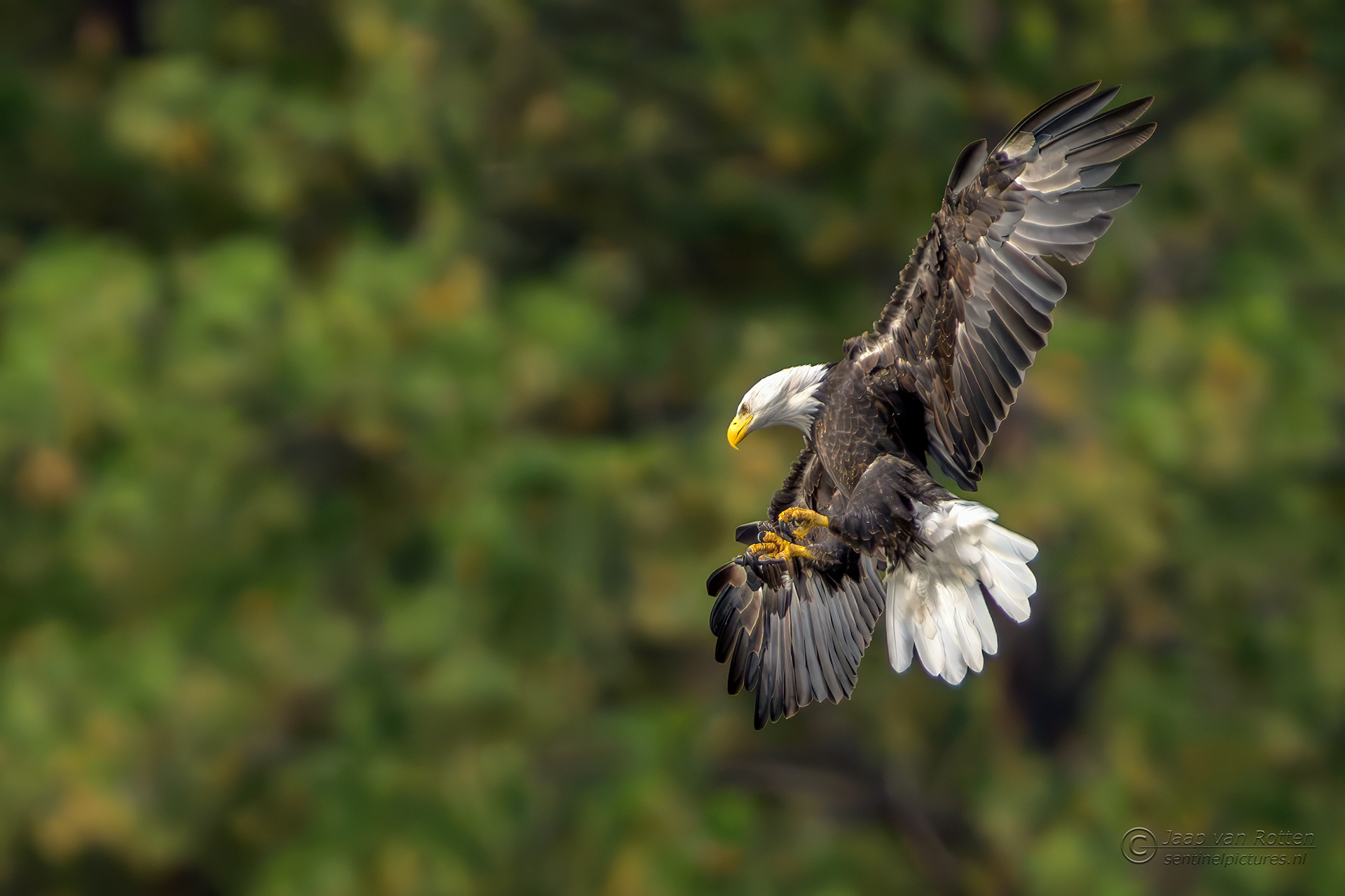 Bald Eagle 