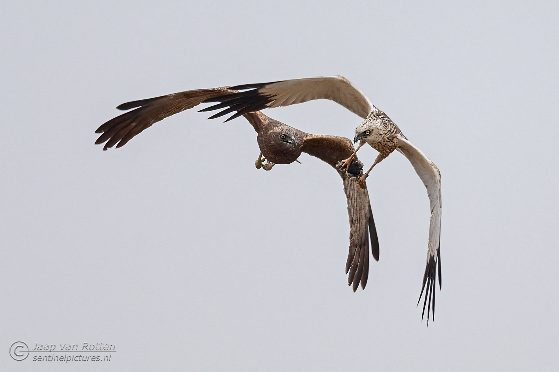 Koppel Bruinekiekendief