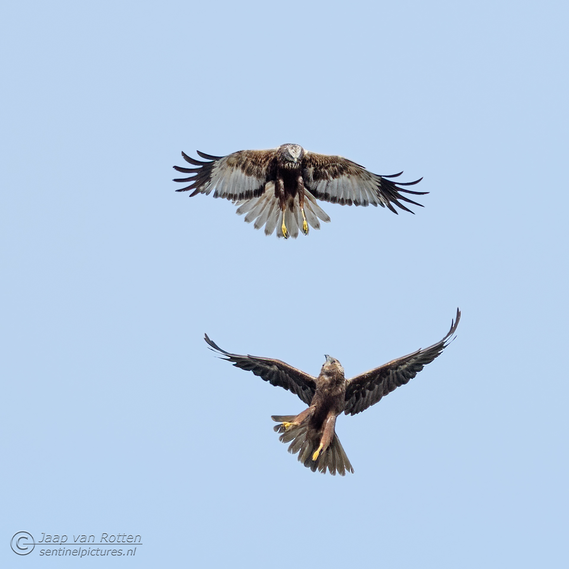 Bruine kiekendief m/v