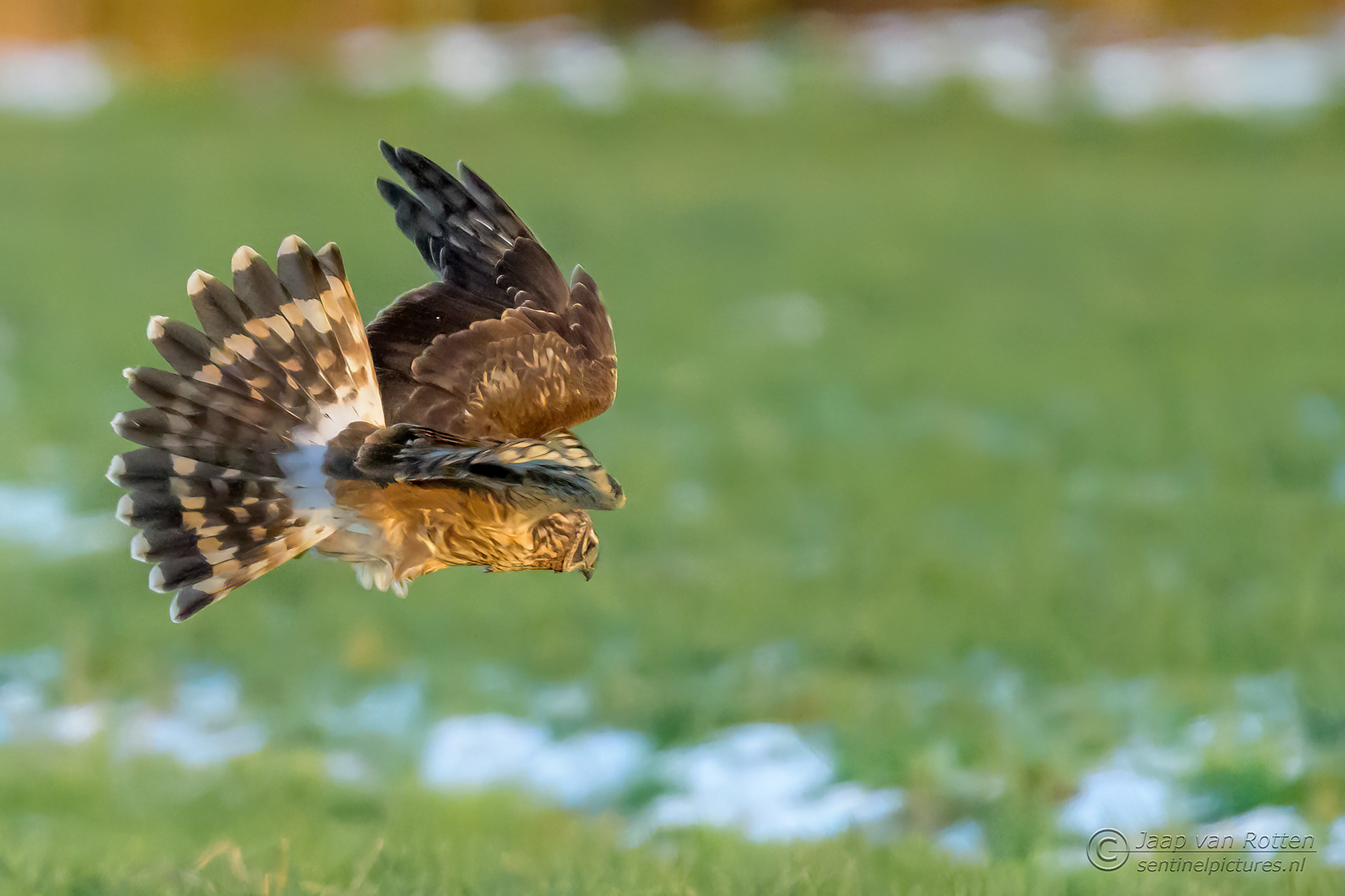 Blauwe kiekendief ♂