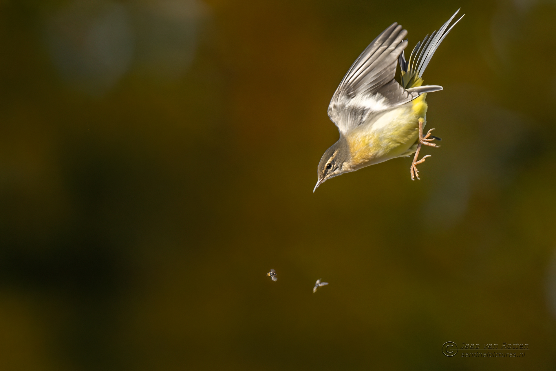 Grote gele kwikstaart