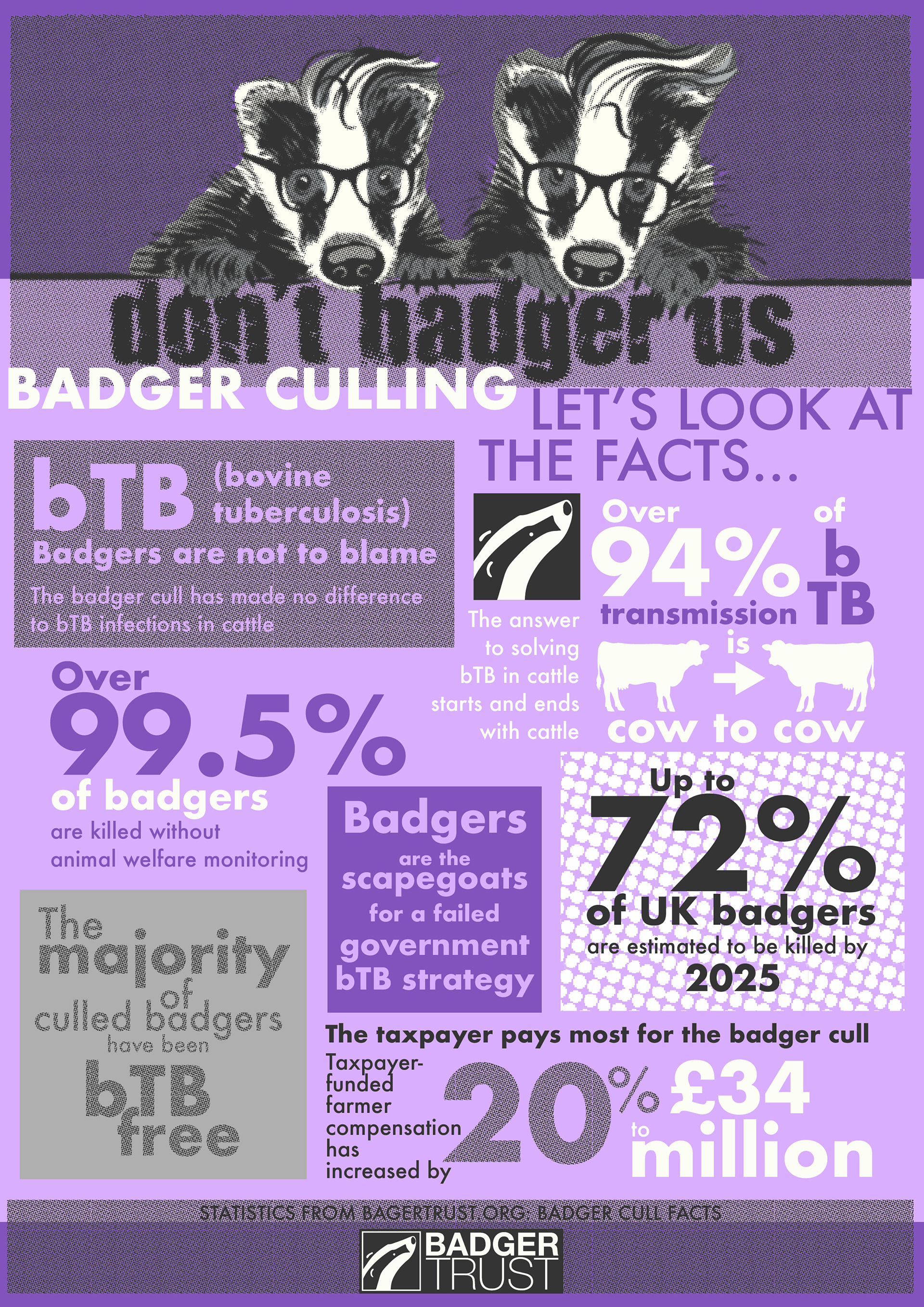 Badger cull infographic artwork