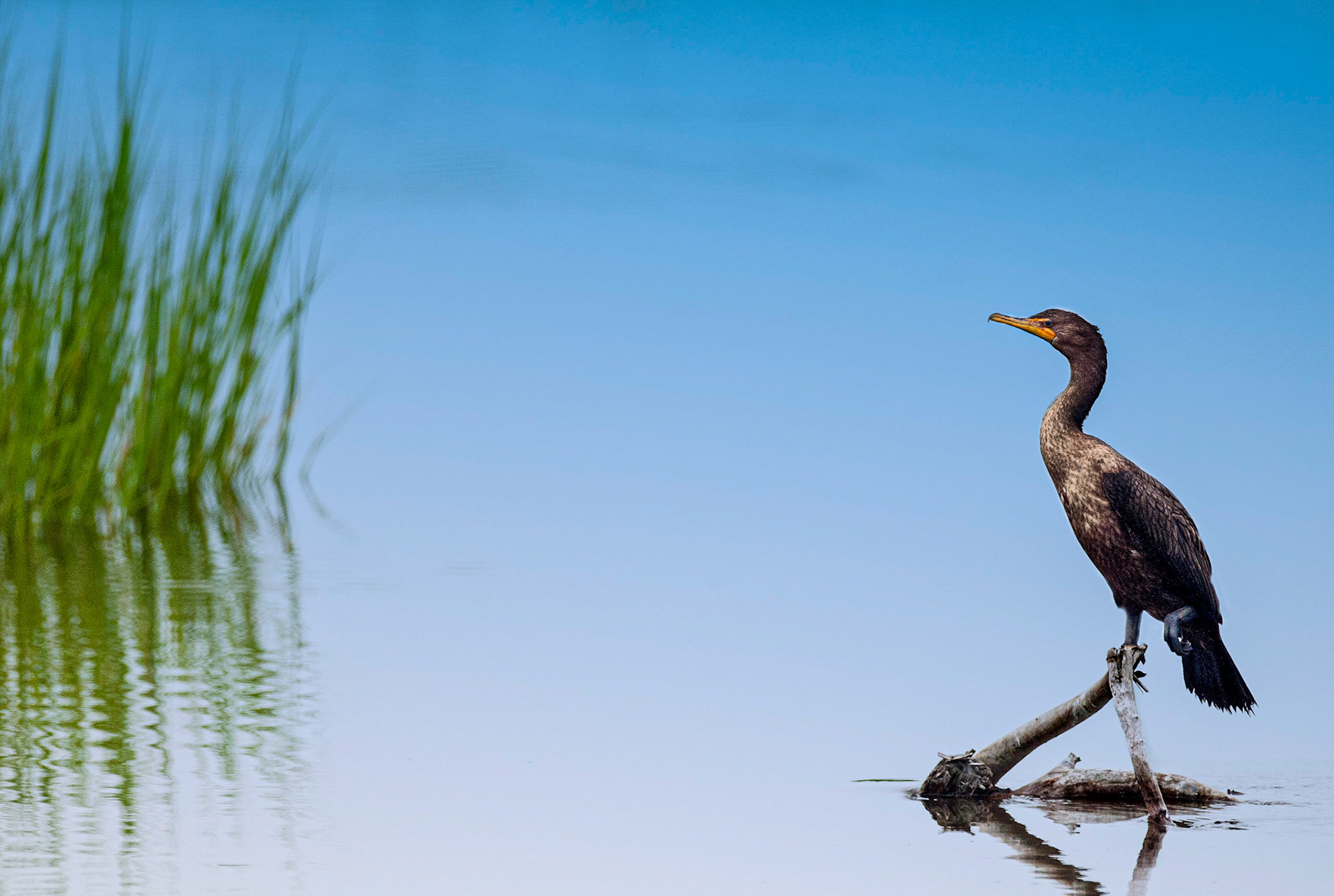 3rd place color prints, 12/12/12 ACC