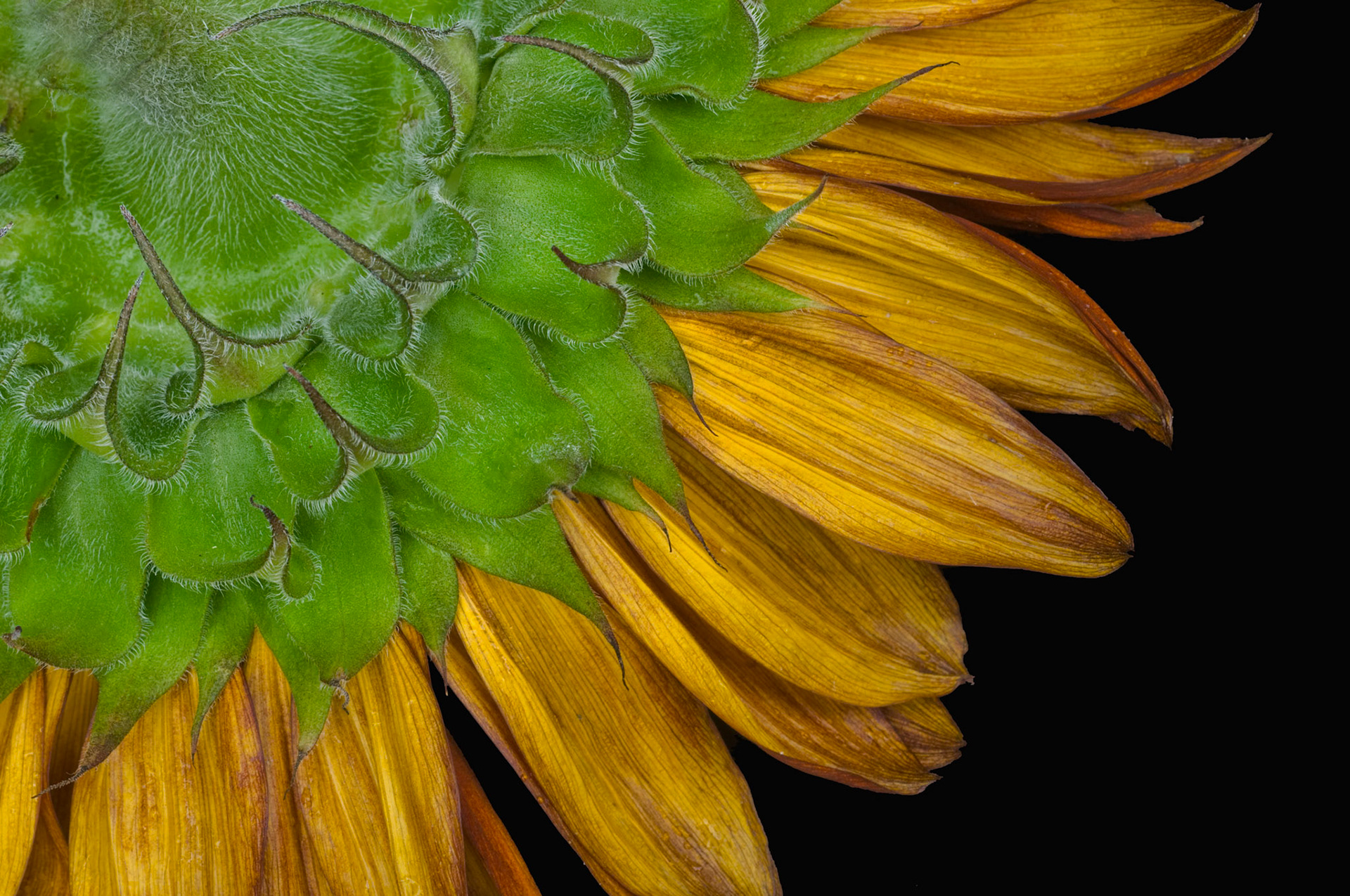 A new view of the sunflower