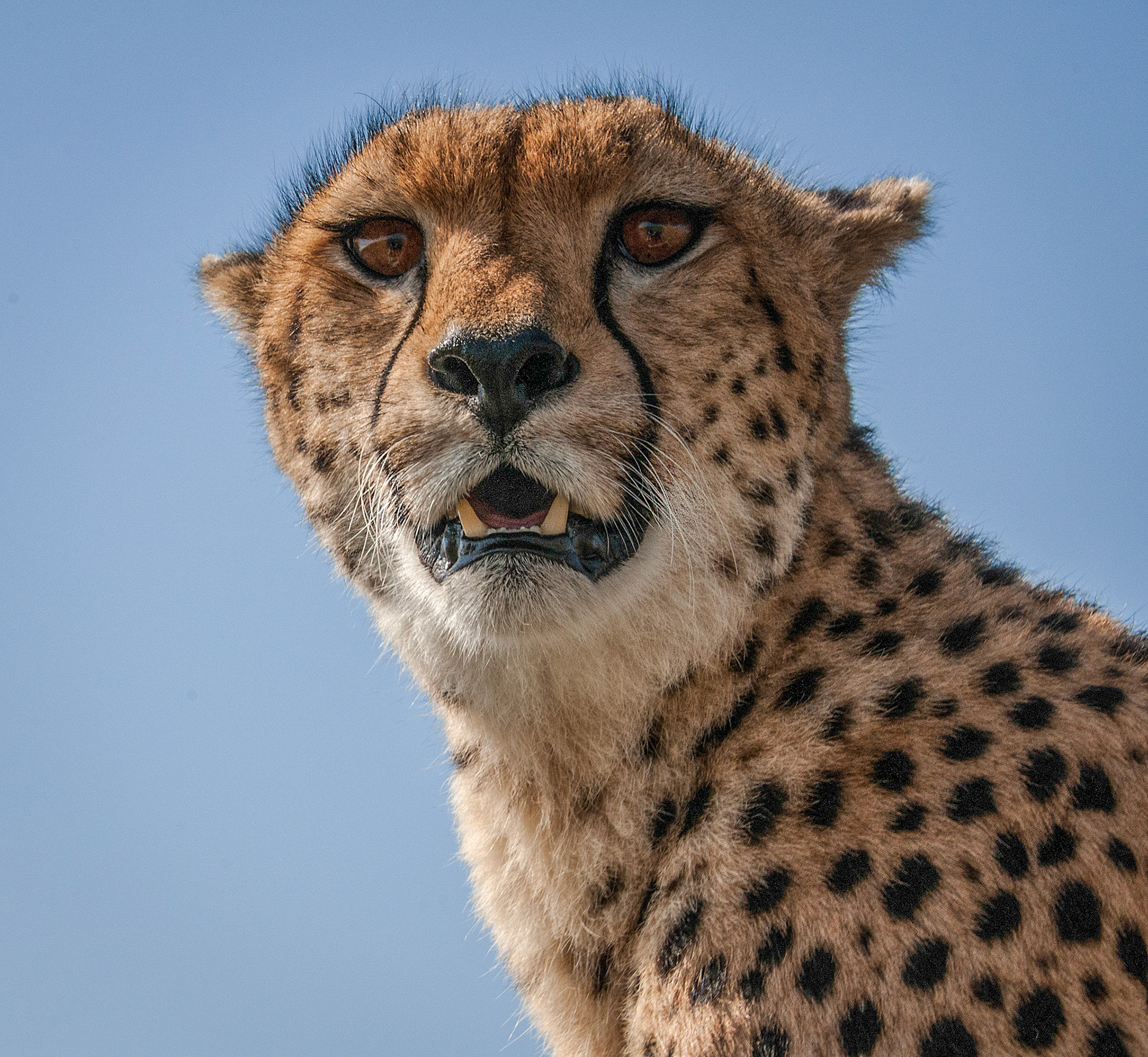 HM digital ACC 2/12/14