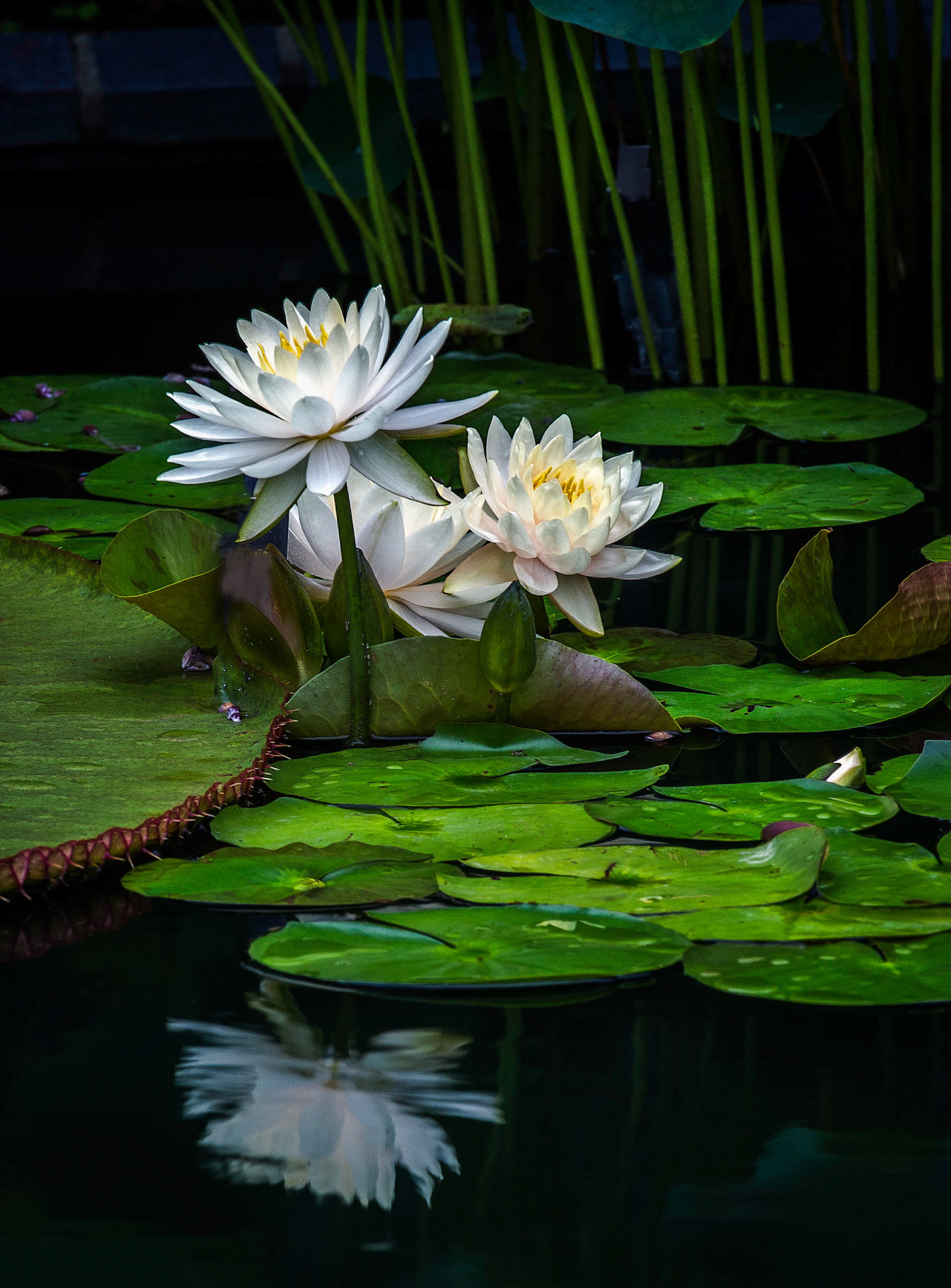 1st place Color prints 11/28/12 ACC