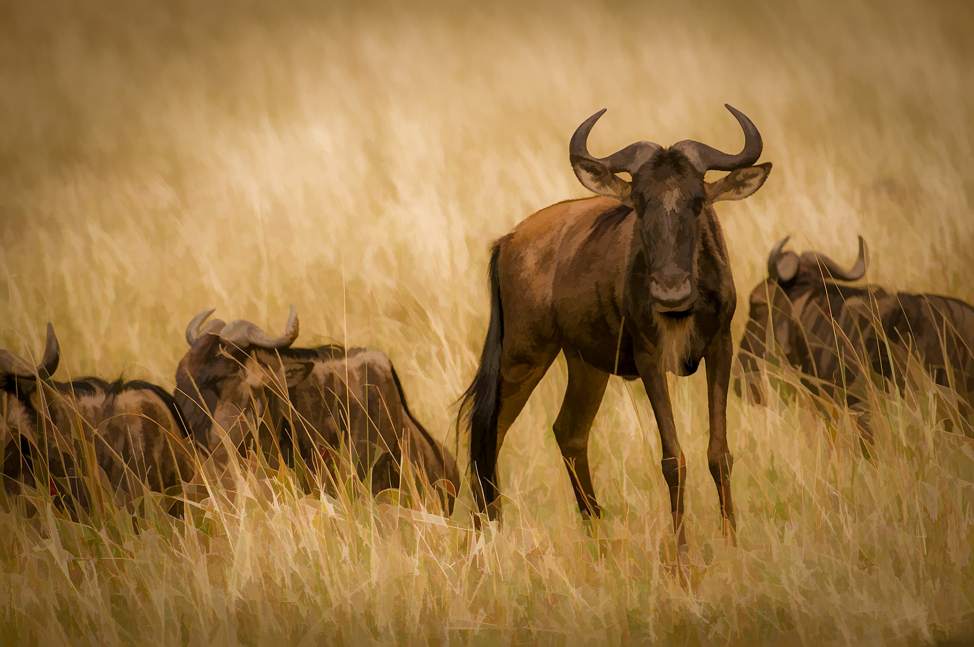 4th place digital 11/2012- Africa