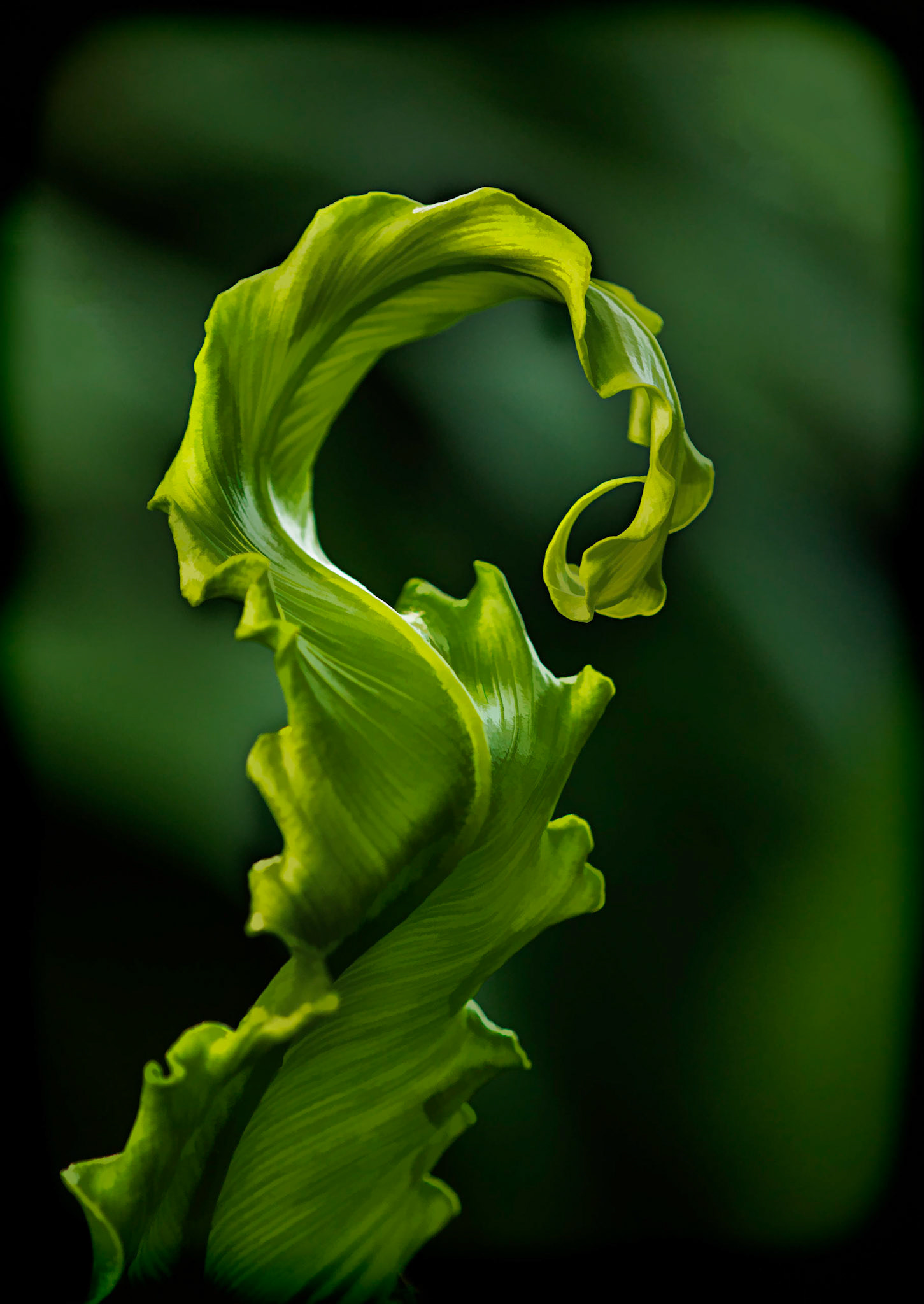 1st place digital 3/14 ACC. HM eoy