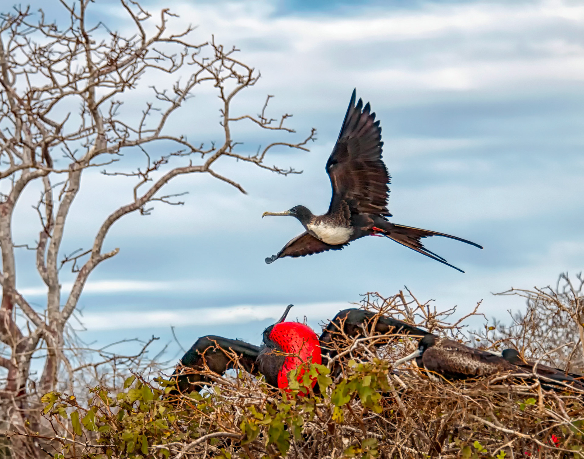 published by Galapagos Conservancy in 2015 calendar