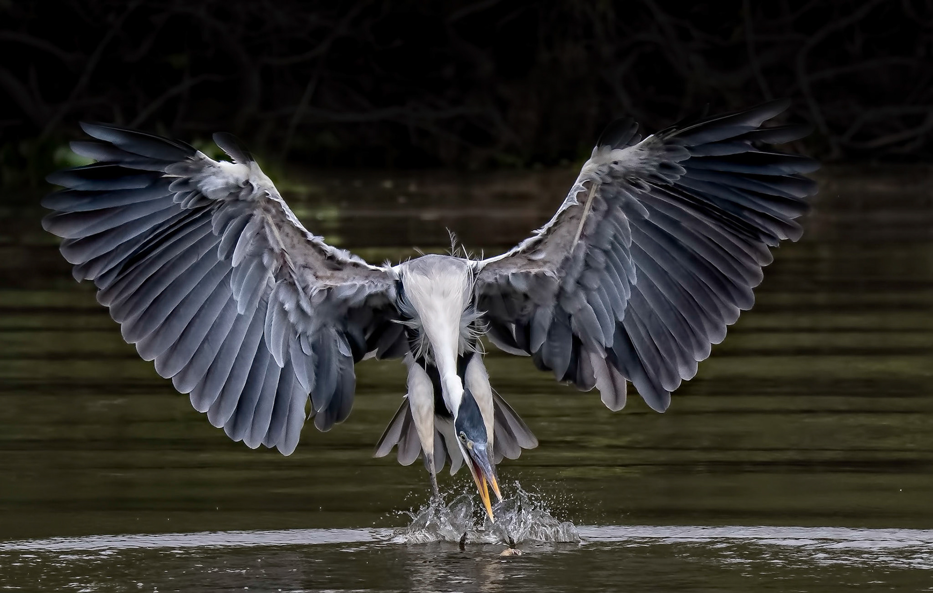Great Blue Heron