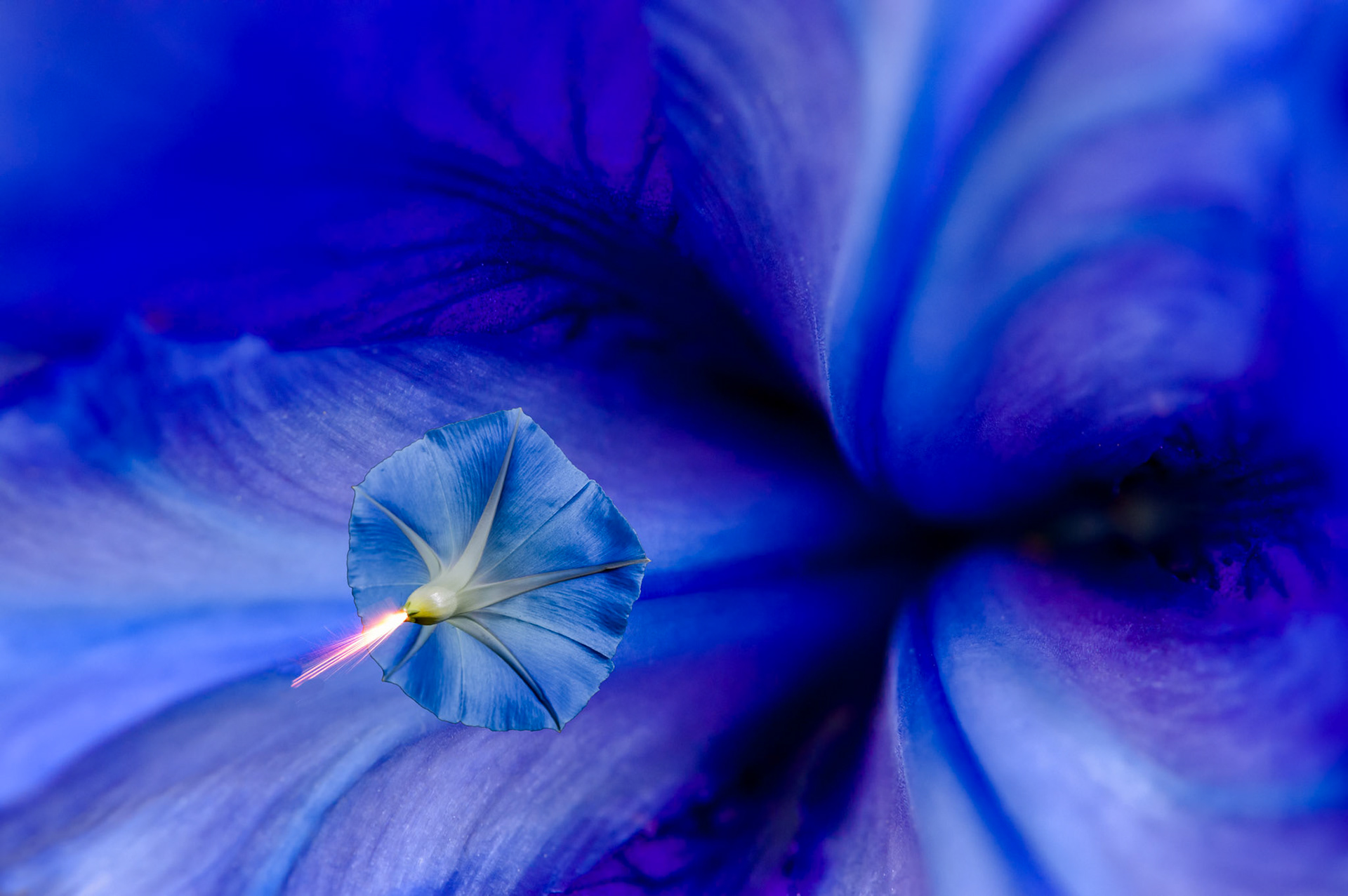 Floral Wormhole